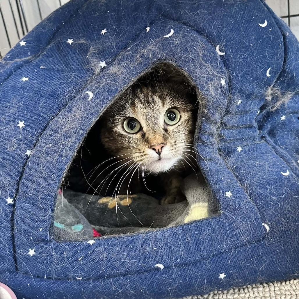 Hekate- Washington Petsmart, Adoptable, Adult Female Domestic Short Hair.