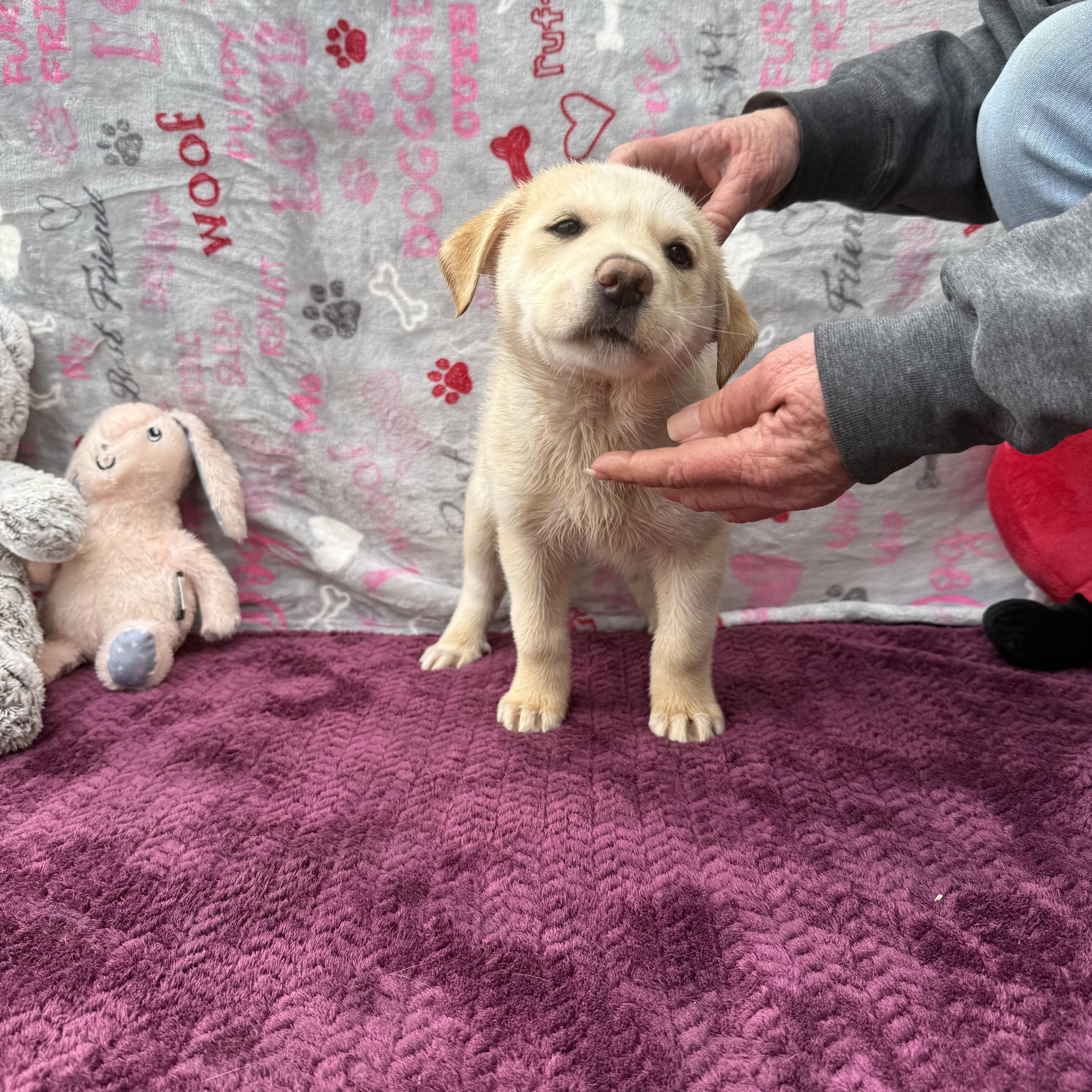 Enlarge Harmony (Foster-to-Adopt), a Adopted mixed breed in Guthrie, OK image 3/3
