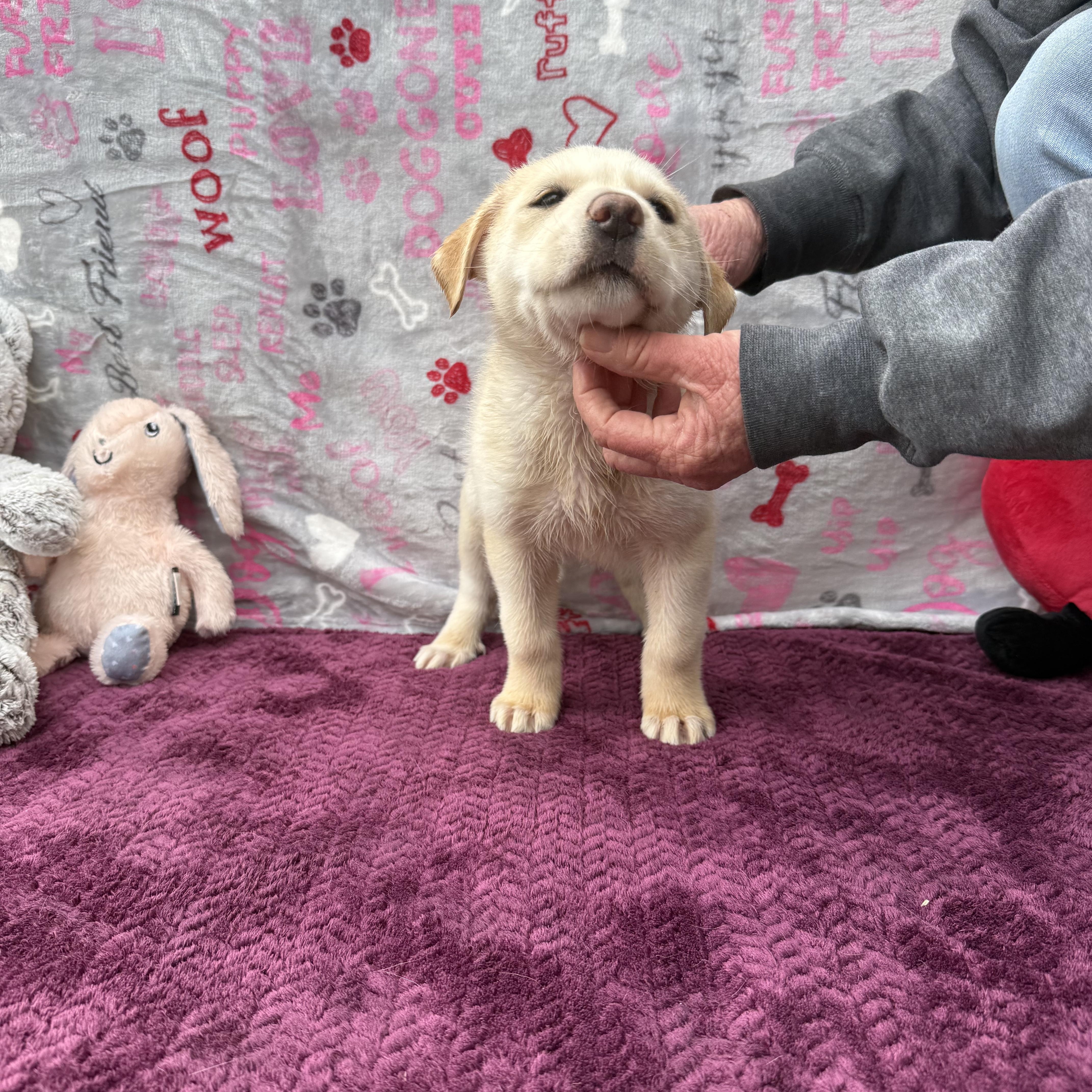 Enlarge Harmony (Foster-to-Adopt), a Adopted mixed breed in Guthrie, OK image 2/3
