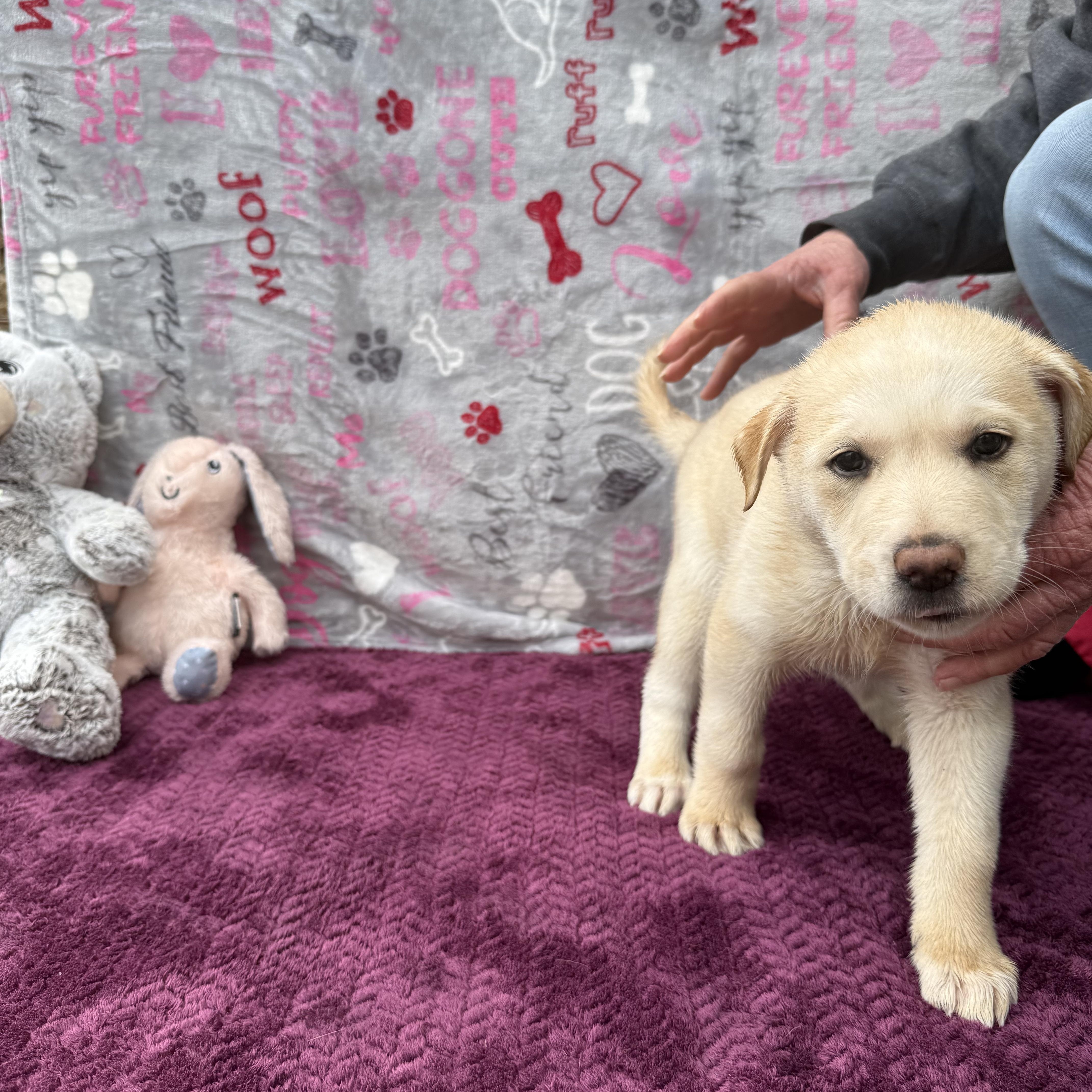 Harmony (Foster-to-Adopt), Adopted, Puppy Female Great Pyrenees.