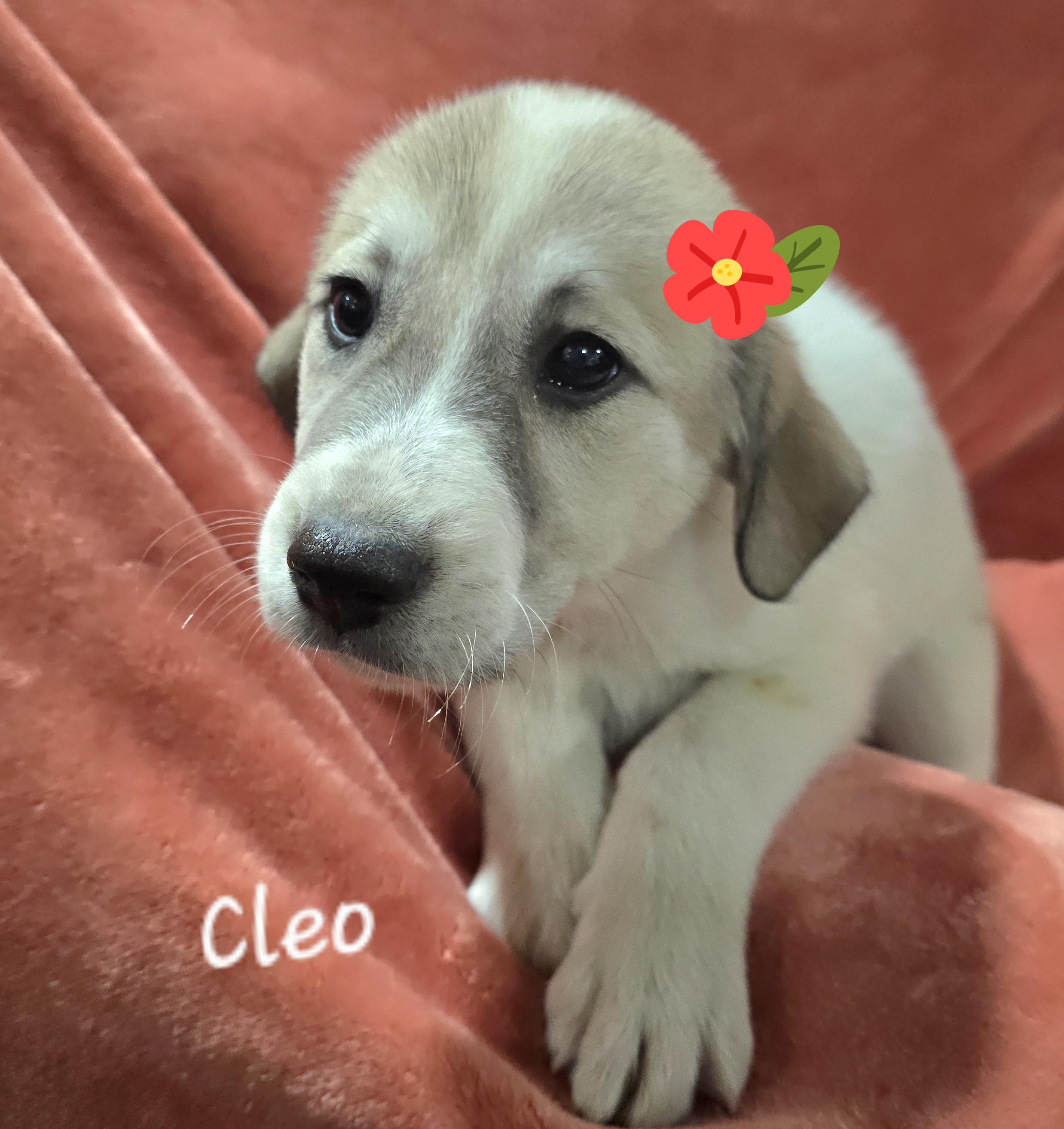 Cleo