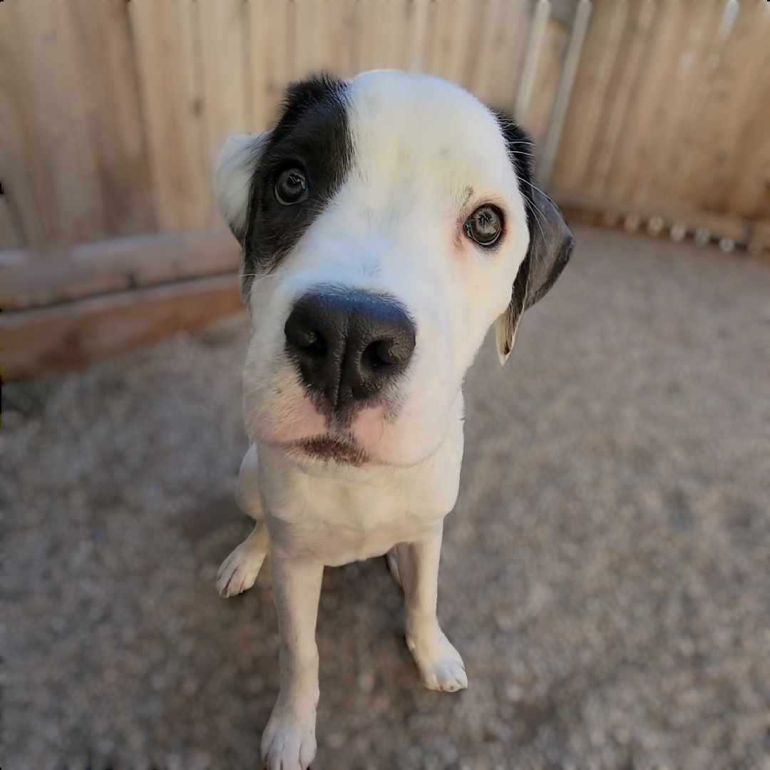 Enlarge Drizzle, a Adoptable mixed breed in Running Springs, CA image 1/4