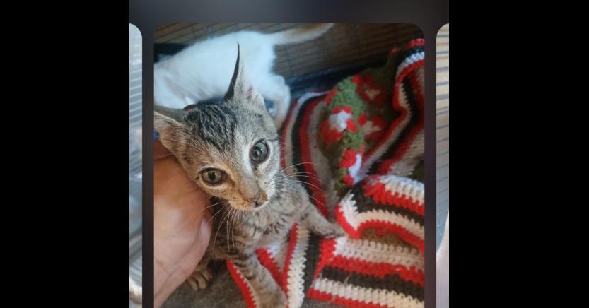 Monkey, Adoptable, Kitten Female Domestic Short Hair.