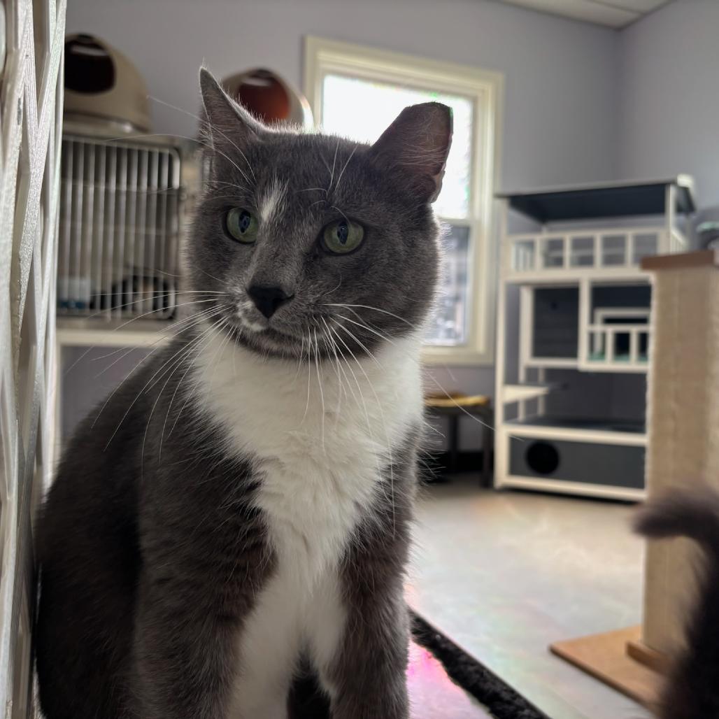 Orion, a Adoptable Domestic Short Hair in Hopewell, VA image 1/3