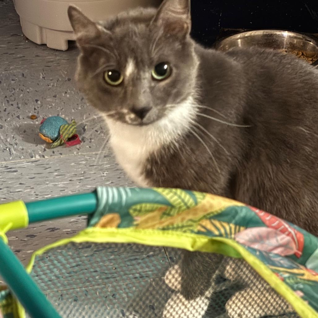 Orion, Adoptable, Young Male Domestic Short Hair.