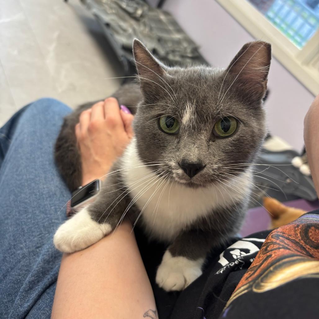 Orion, a Adoptable Domestic Short Hair in Hopewell, VA image 2/3