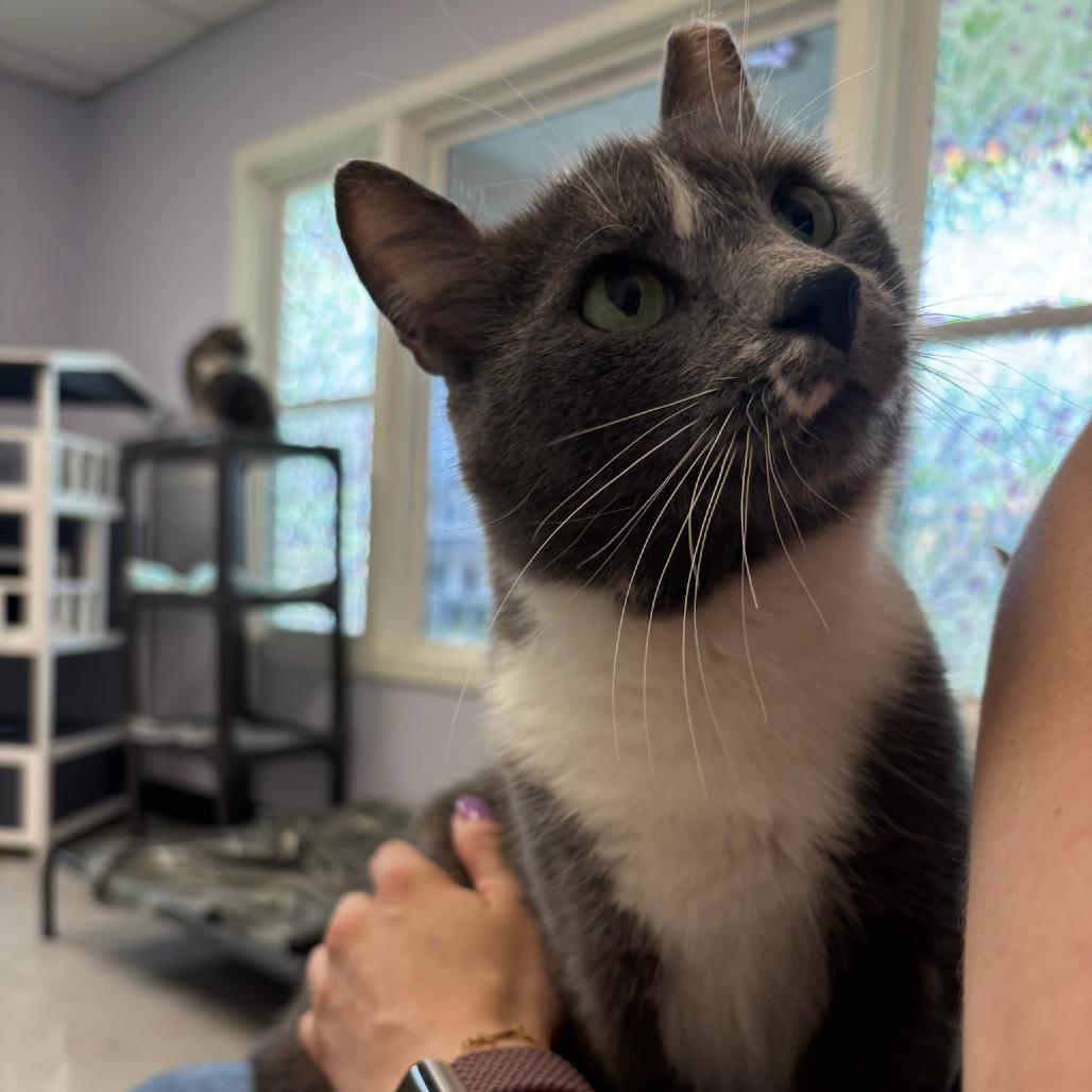 Orion, a Adoptable Domestic Short Hair in Hopewell, VA image 3/3