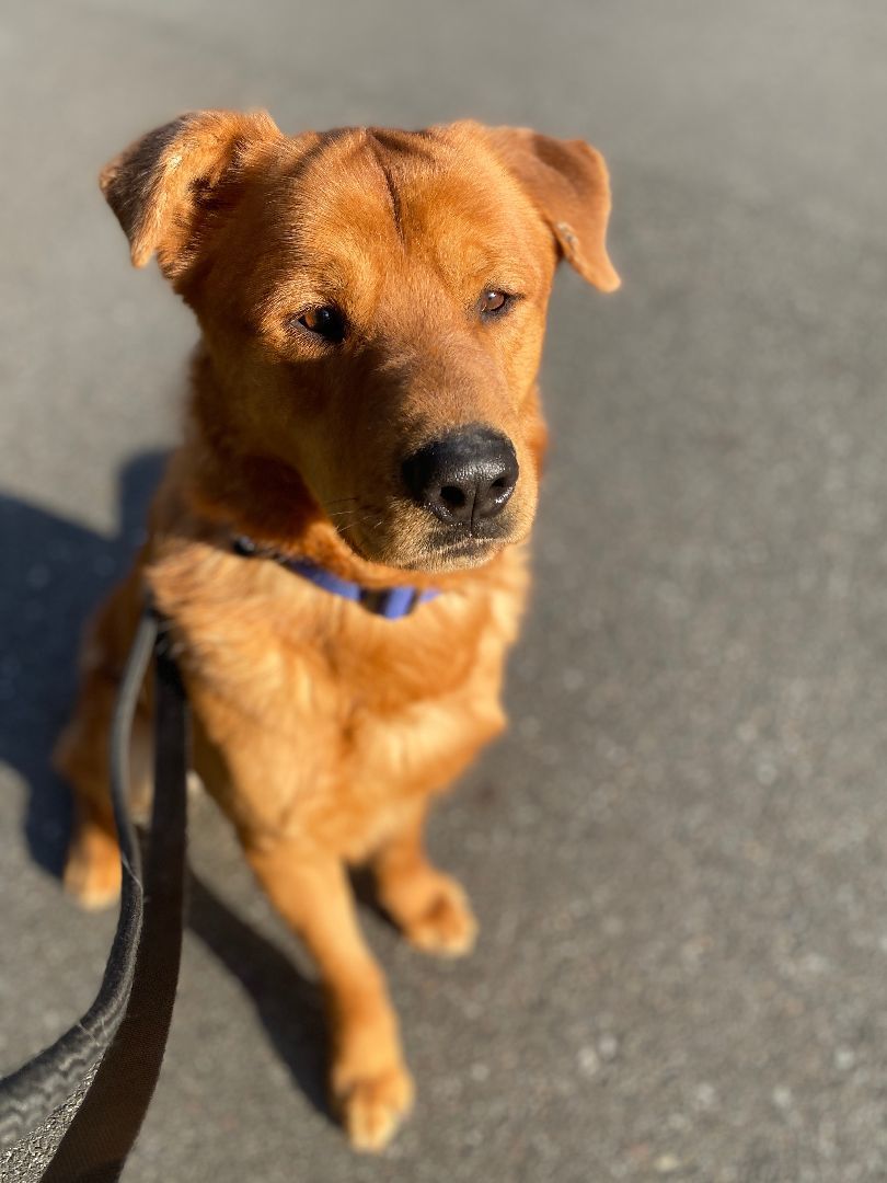 Goliath, a Adoptable mixed breed in lynnwood , WA image 1/15