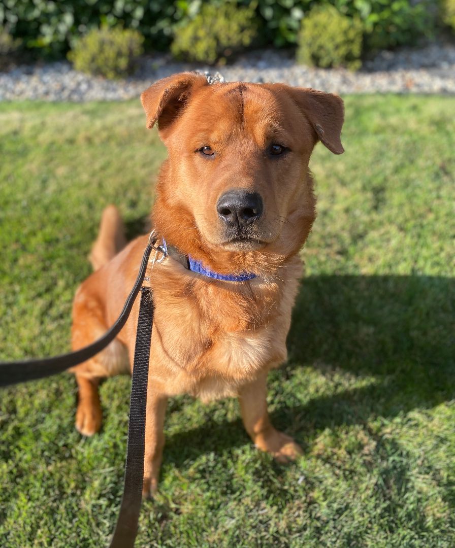 Goliath, a Adoptable mixed breed in lynnwood , WA image 2/15