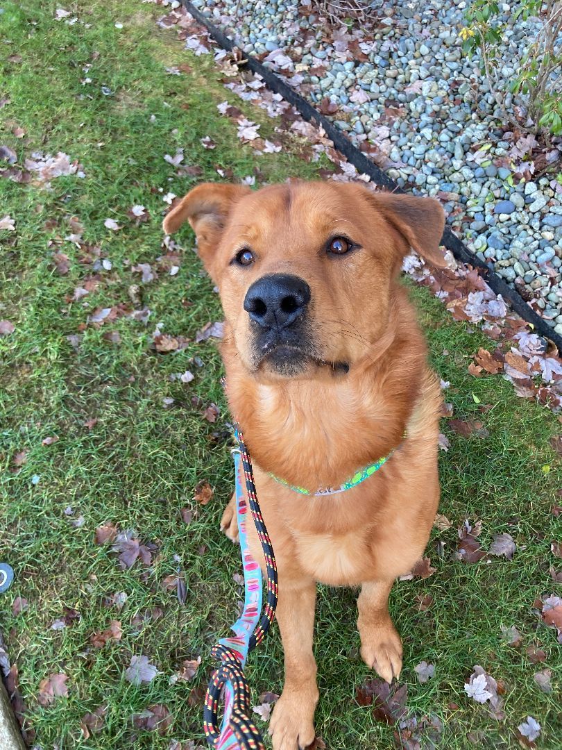 Goliath, a Adoptable mixed breed in lynnwood , WA image 3/15
