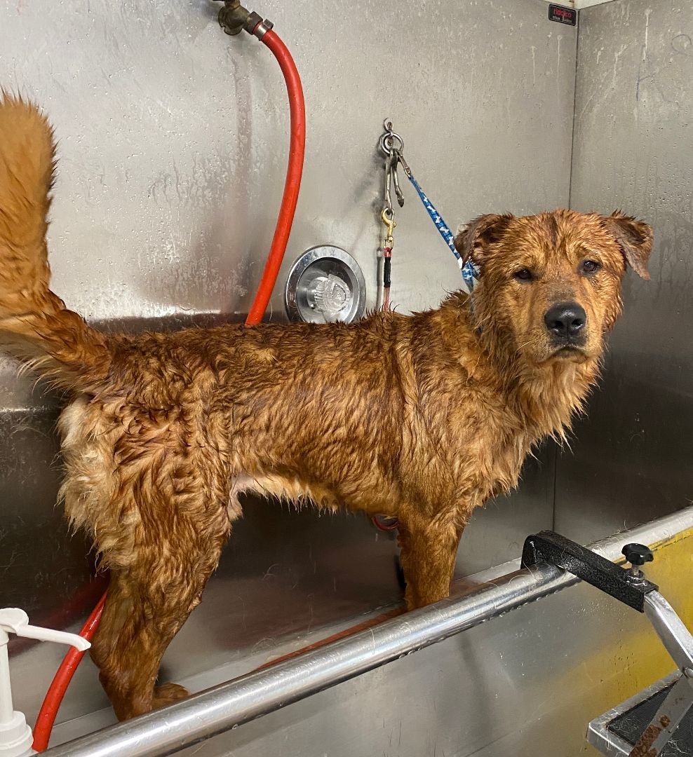 Goliath, a Adoptable mixed breed in lynnwood , WA image 4/15