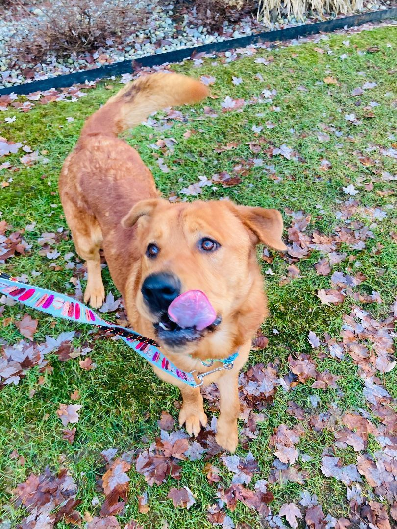 Goliath, a Adoptable mixed breed in lynnwood , WA image 5/15