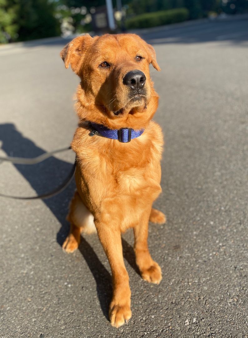 Goliath, a Adoptable mixed breed in lynnwood , WA image 6/15