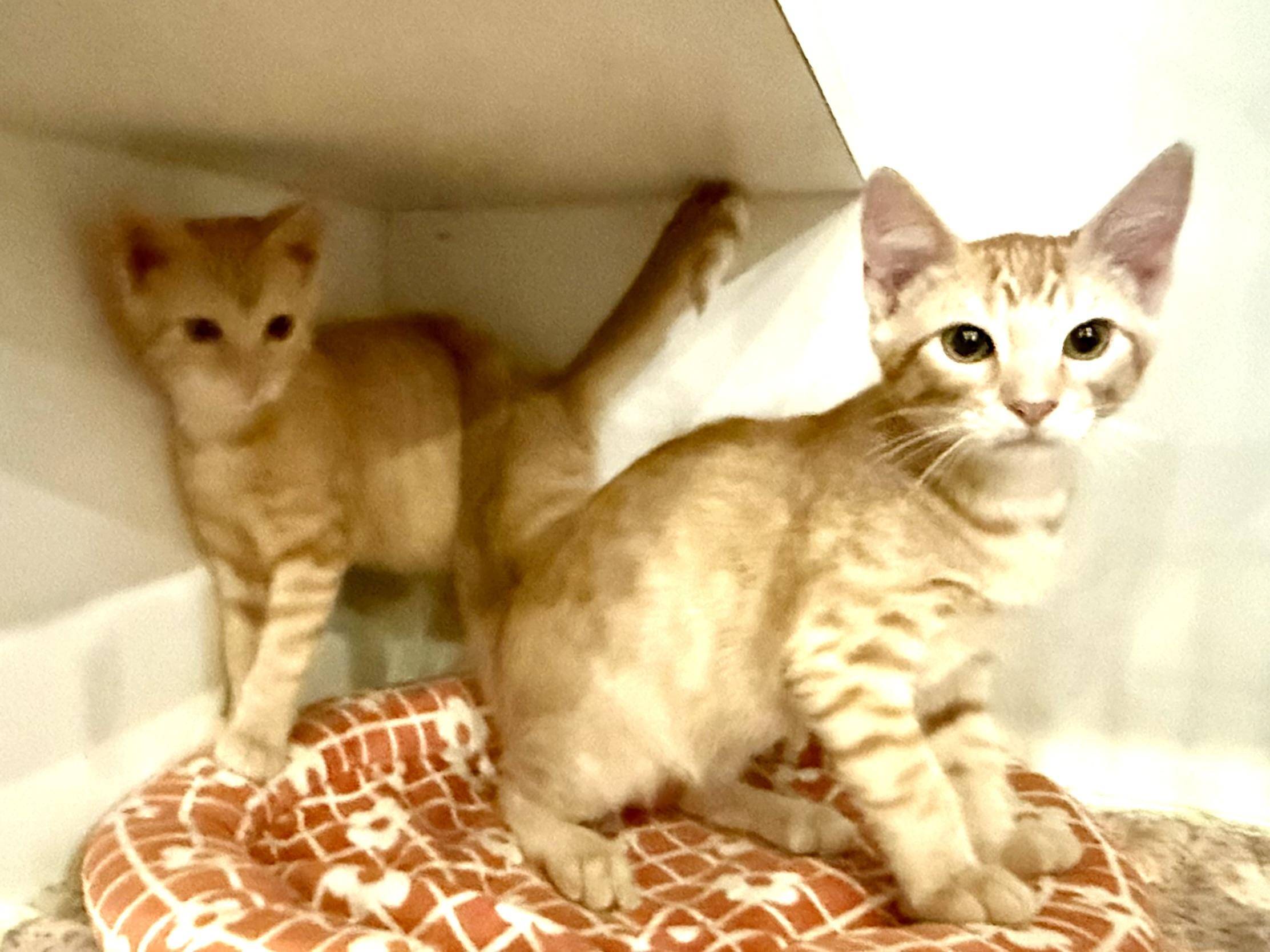 CHIP & DALE, adopted, Kitten Male Domestic Short Hair & Tabby.