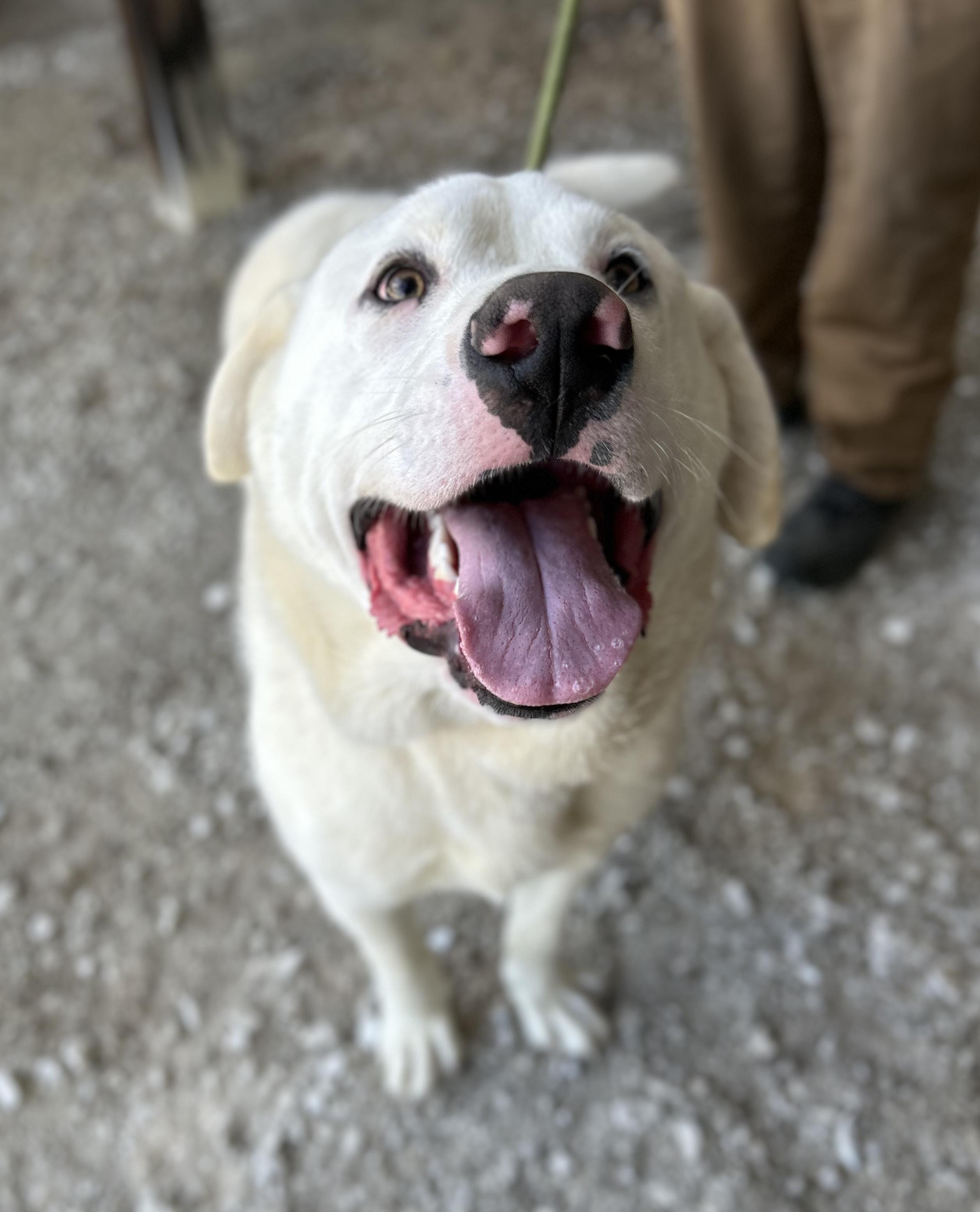 Moon, ADOPTABLE, Young Male Great Pyrenees.