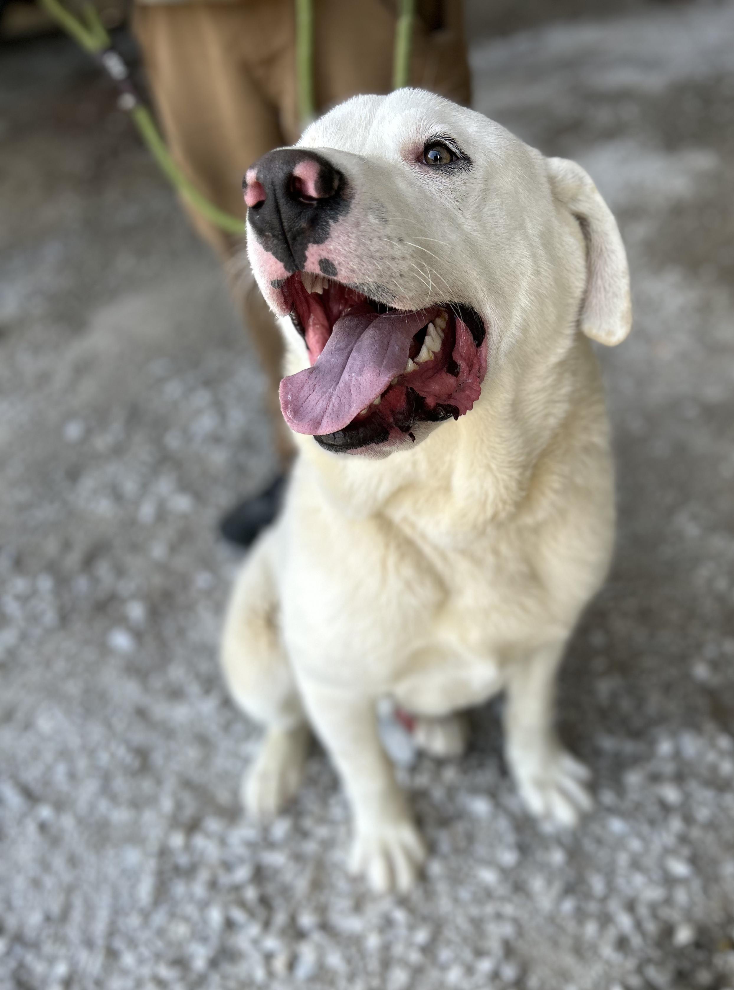 Enlarge Moon, a ADOPTABLE mixed breed in Manchester, TN image 2/3