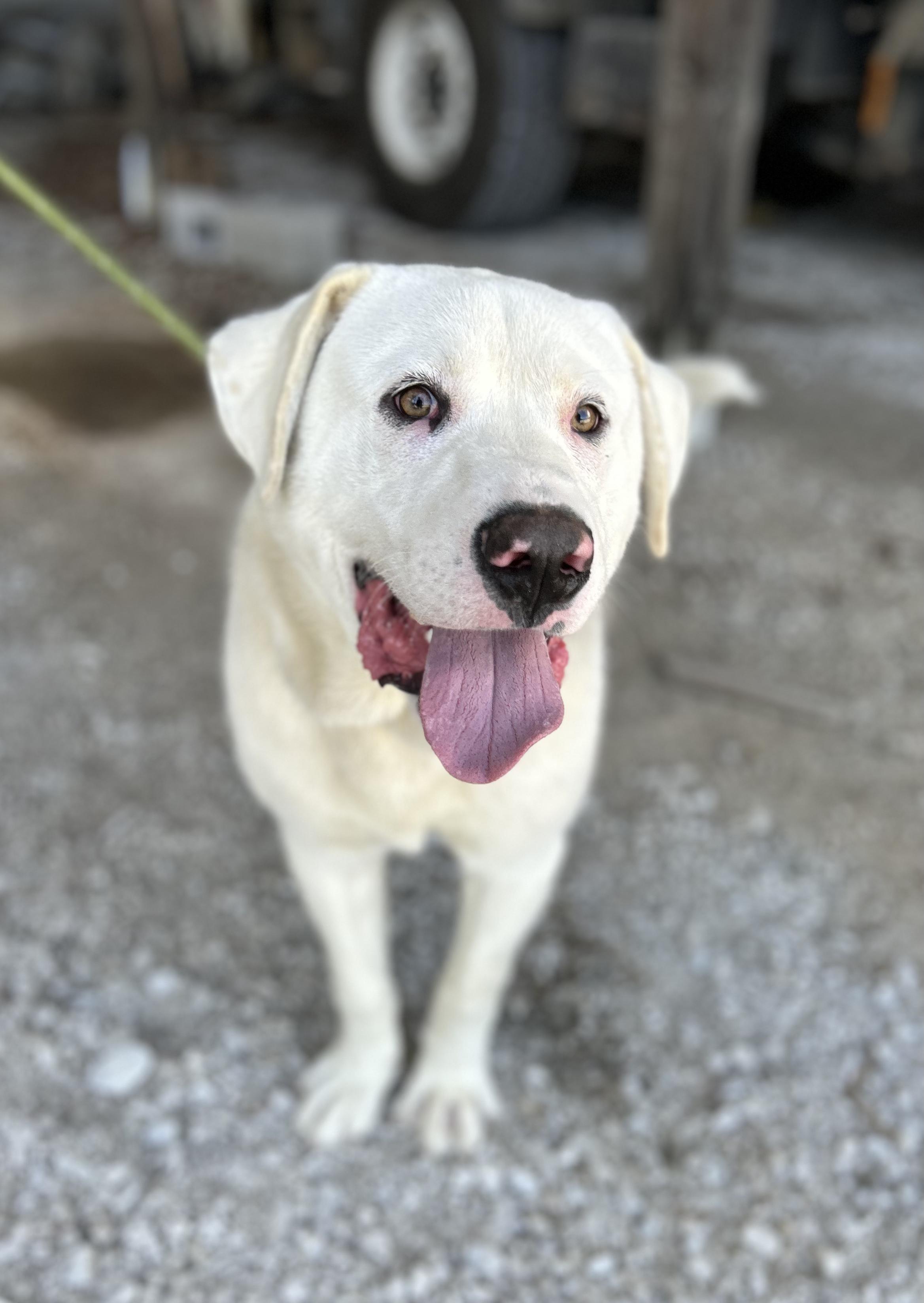 Enlarge Moon, a ADOPTABLE mixed breed in Manchester, TN image 3/3