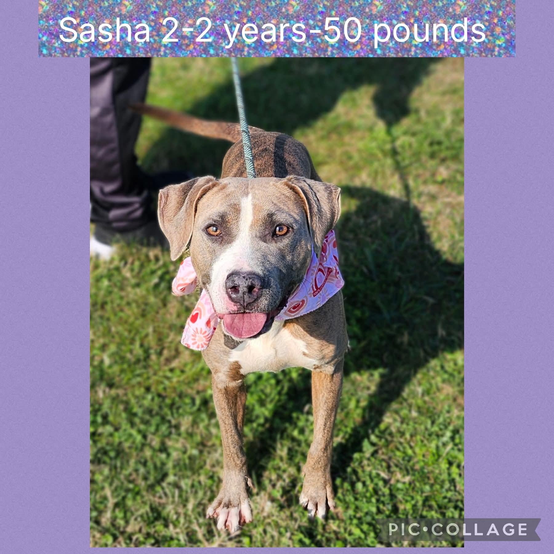 Enlarge Sasha, a ADOPTABLE mixed breed in New Iberia, LA image 1/1