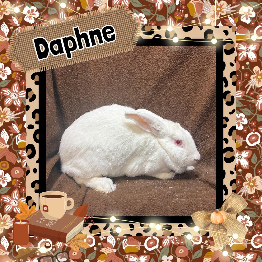 Daphne, Adoptable, Young Female Bunny Rabbit.