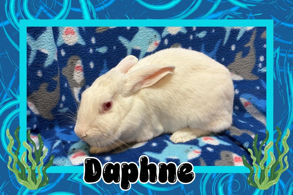 Enlarge Daphne, a Adoptable Bunny Rabbit in Elizabethtown, KY image 2/4