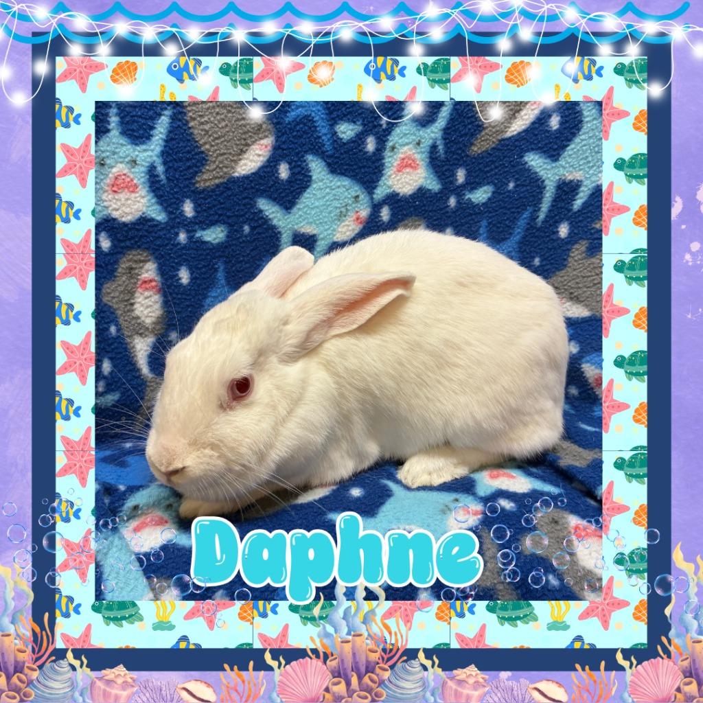 Enlarge Daphne, a Adoptable Bunny Rabbit in Elizabethtown, KY image 3/4