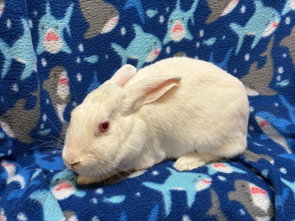 Enlarge Daphne, a Adoptable Bunny Rabbit in Elizabethtown, KY image 4/4