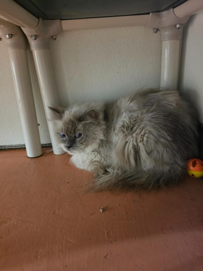 Enlarge Snickers, a Adopted Ragdoll in Sidney, NY image 1/1