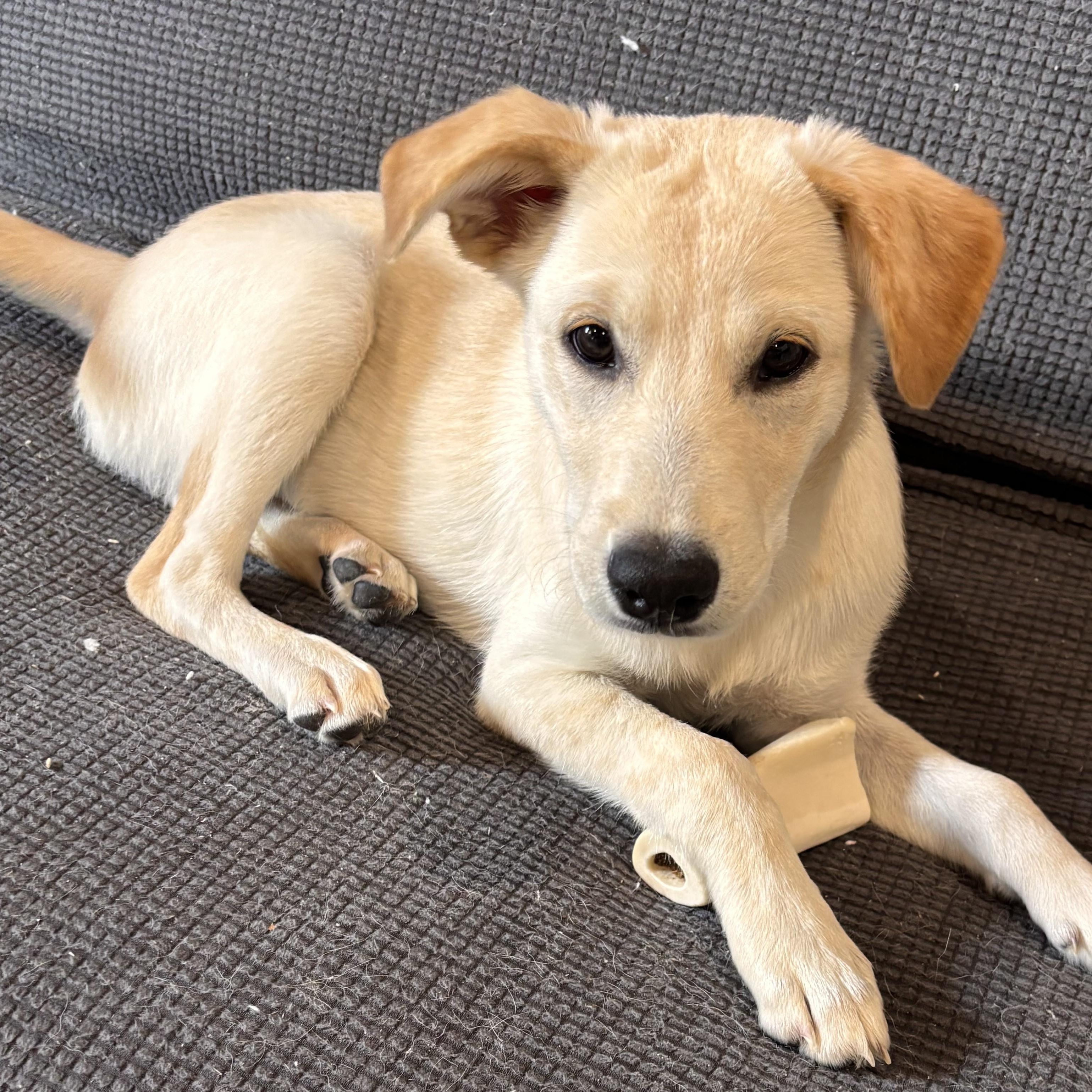 Enlarge Bosco, a ADOPTABLE mixed breed in Marengo, IL image 1/6