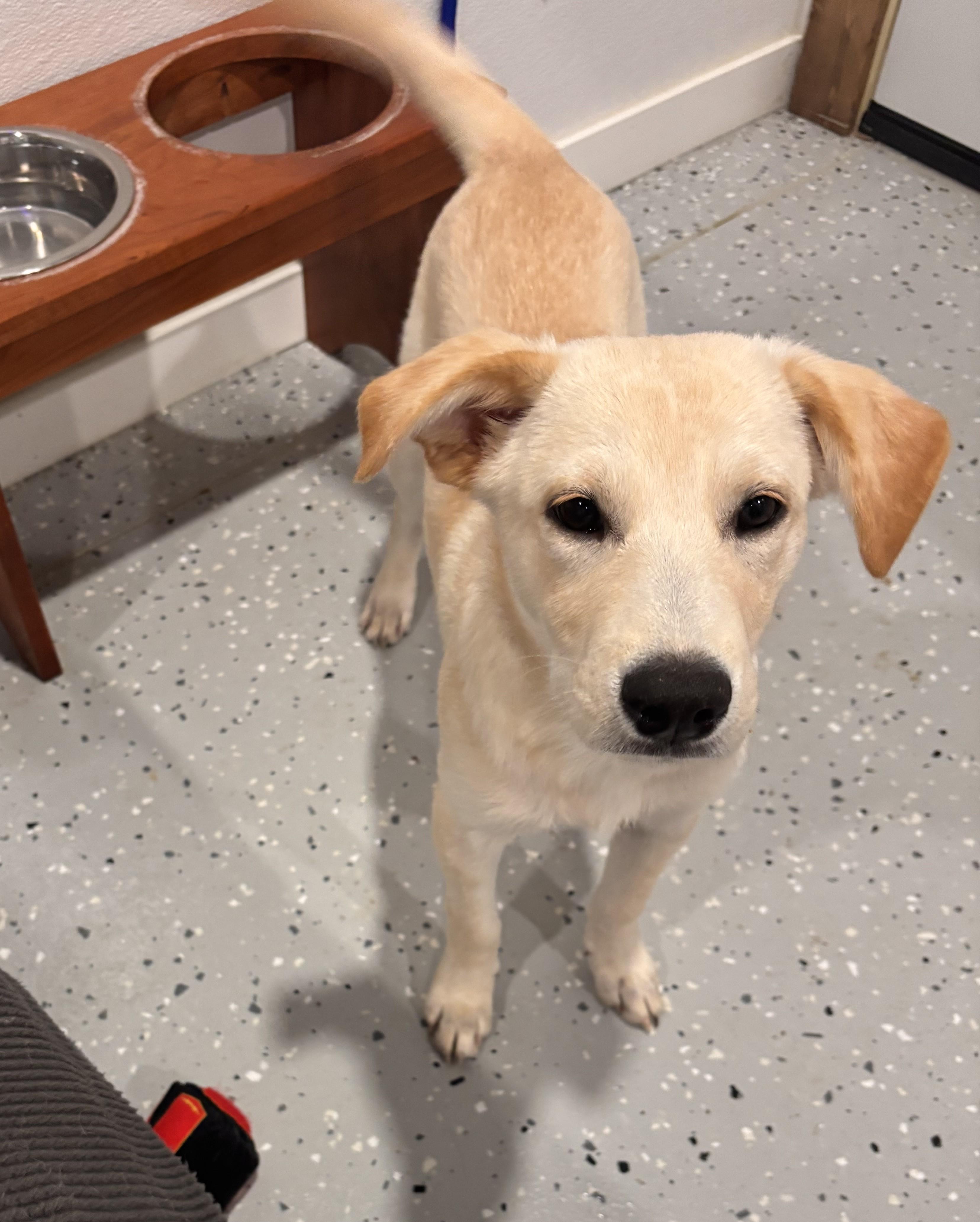 Enlarge Bosco, a ADOPTABLE mixed breed in Marengo, IL image 2/6