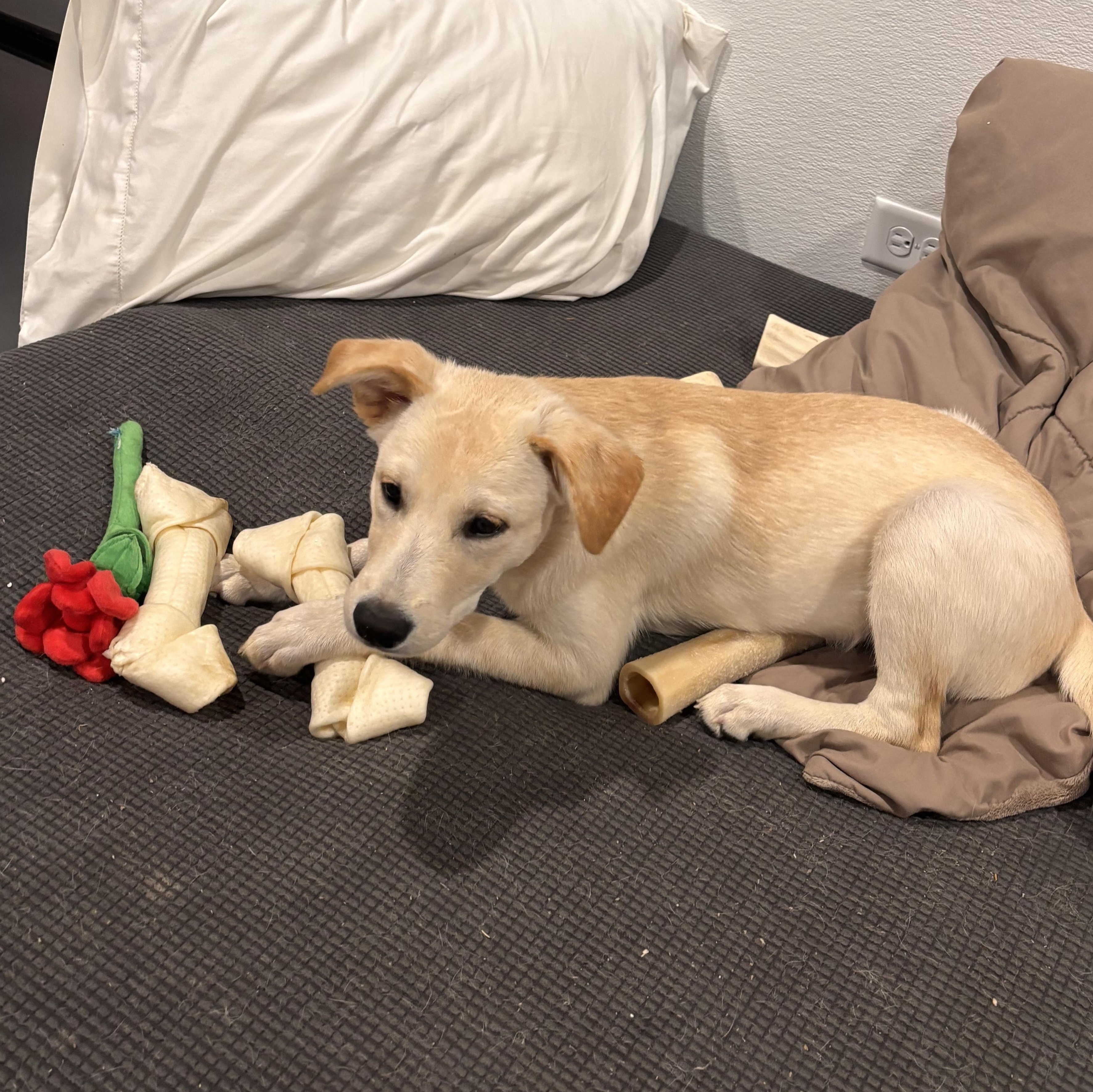 Enlarge Bosco, a ADOPTABLE mixed breed in Marengo, IL image 3/6