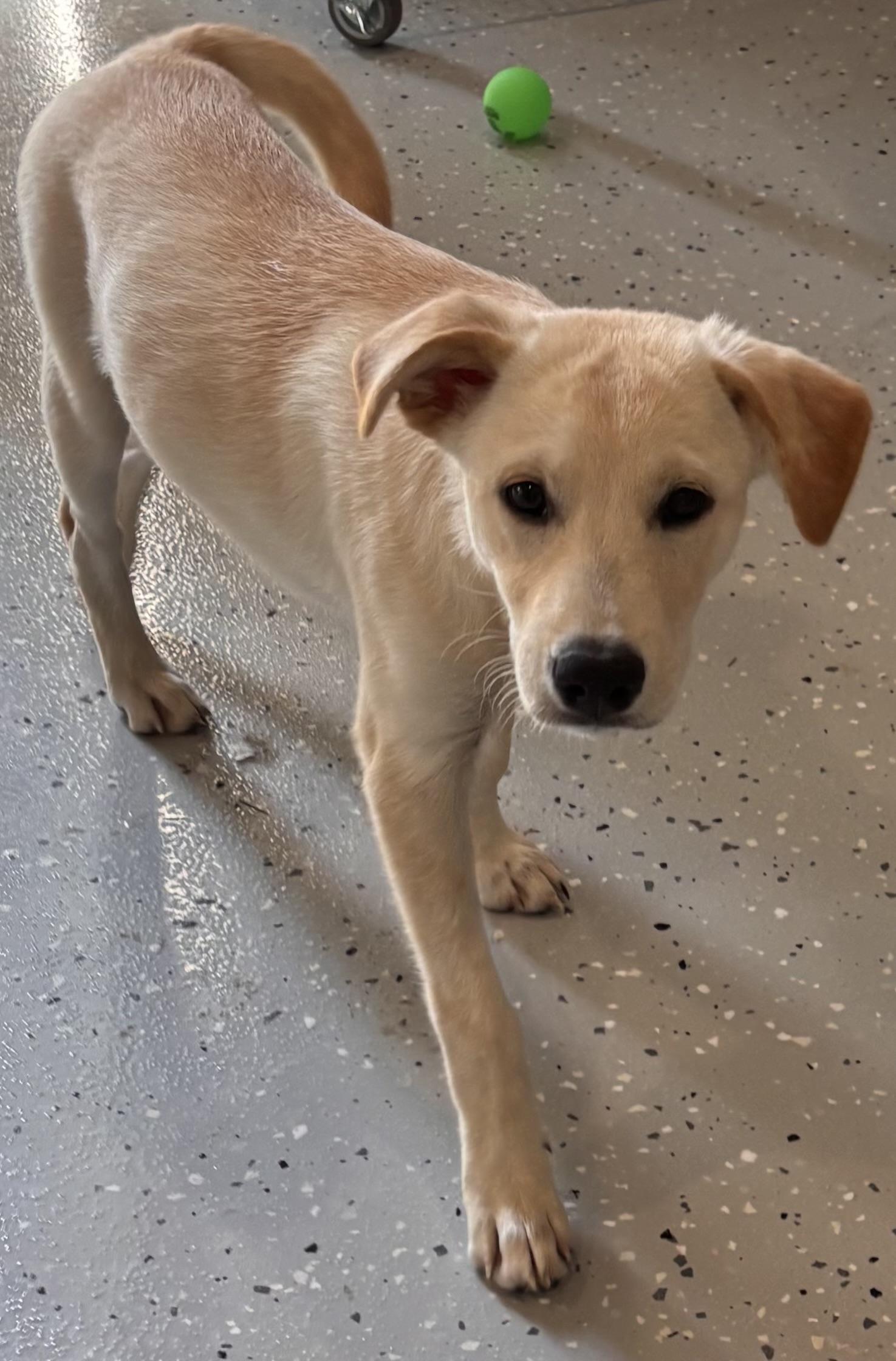 Enlarge Bosco, a ADOPTABLE mixed breed in Marengo, IL image 5/6