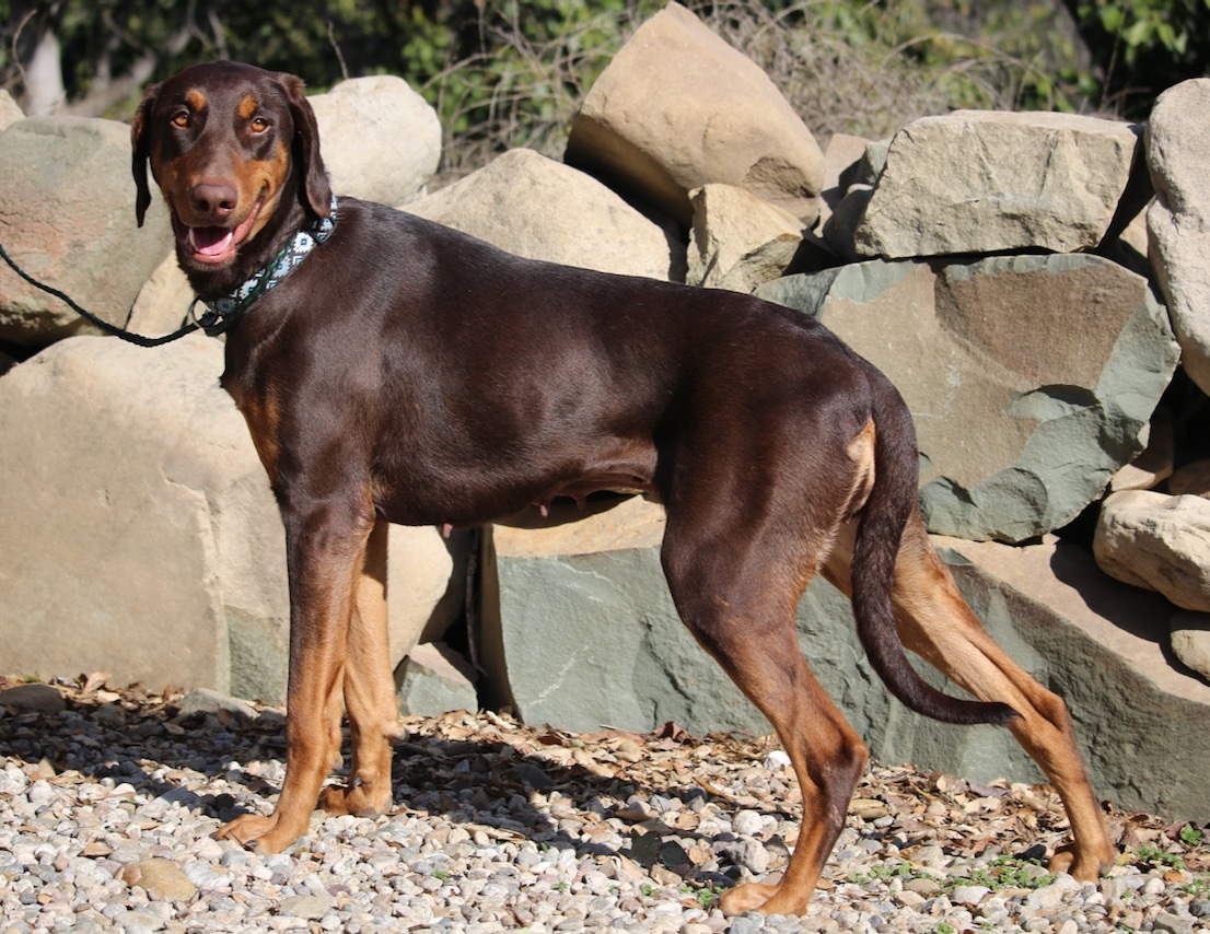 Harley, Adoptable, Adult Female Doberman Pinscher.