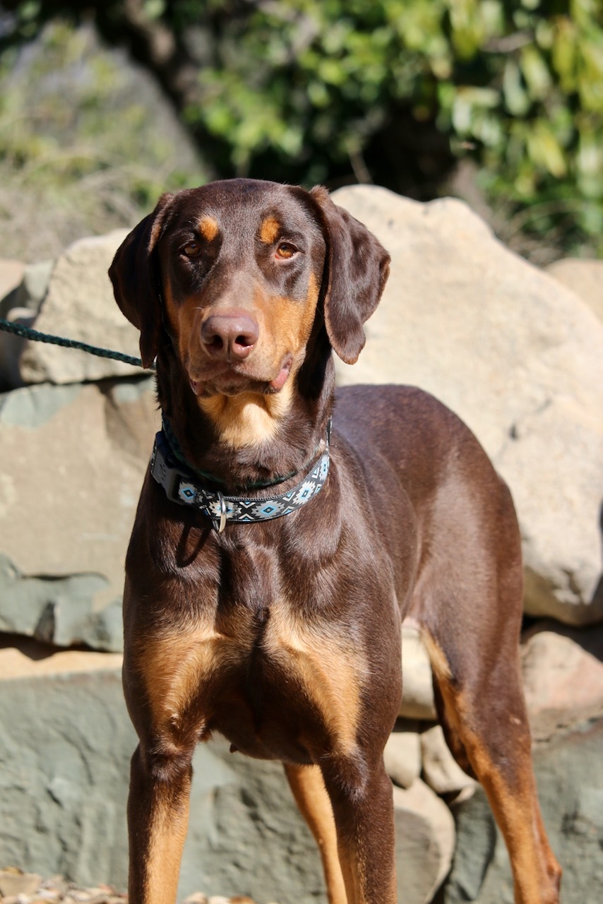 Enlarge Harley, a Adoptable Doberman Pinscher in Fillmore, CA image 2/4
