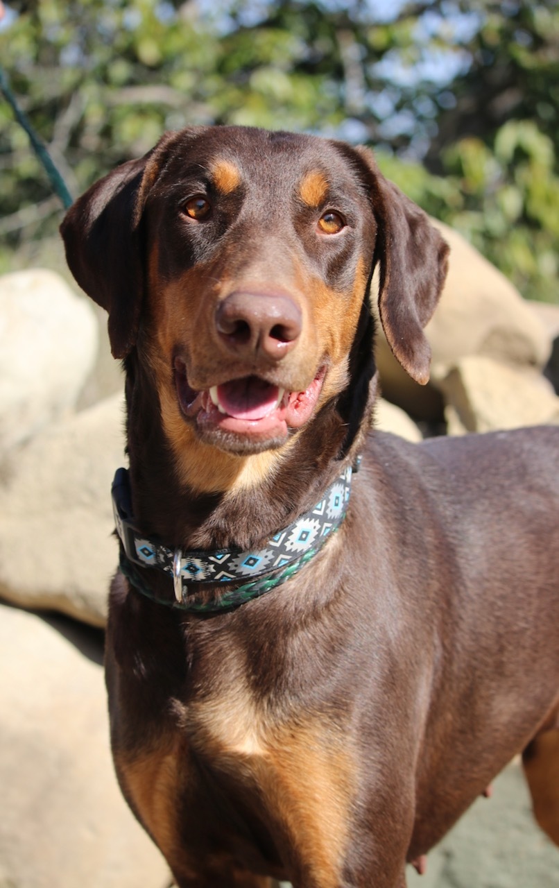 Enlarge Harley, a Adoptable Doberman Pinscher in Fillmore, CA image 3/4