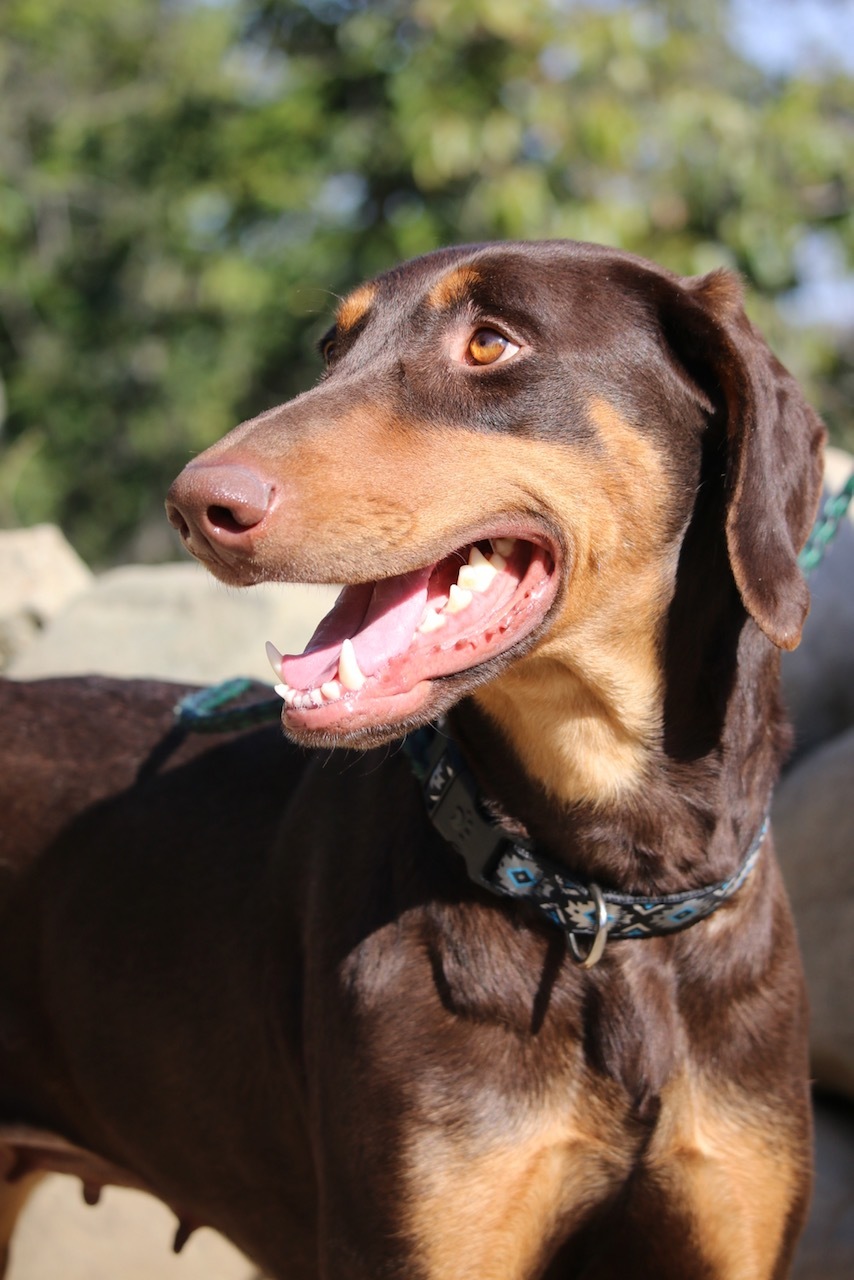 Enlarge Harley, a Adoptable Doberman Pinscher in Fillmore, CA image 4/4