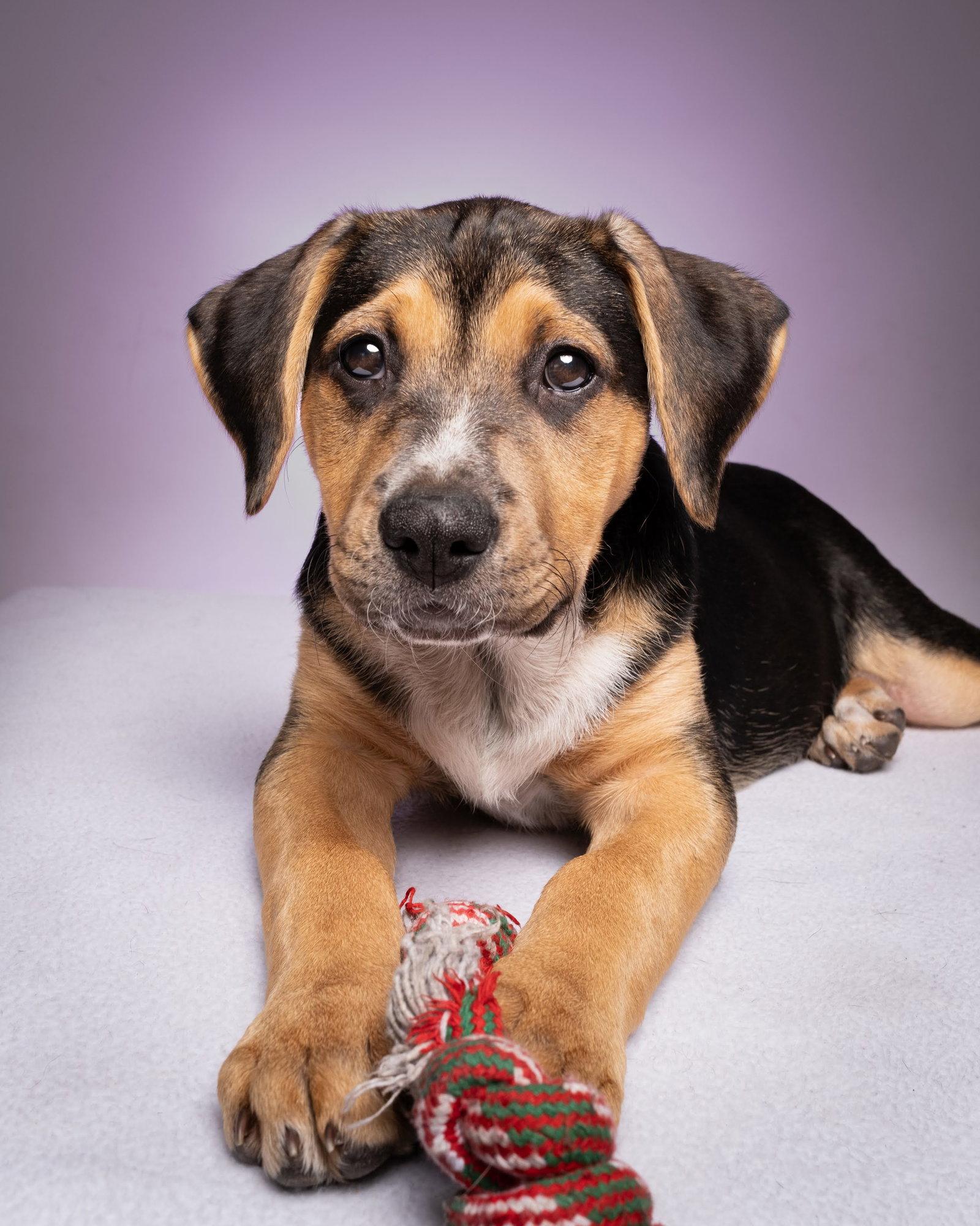 Enlarge Lala, a Adopted Pit Bull Terrier in Sunnyvale, CA image 1/1