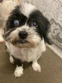 Nika, a Adoptable Shih Tzu in Johnston, IA image 1/2