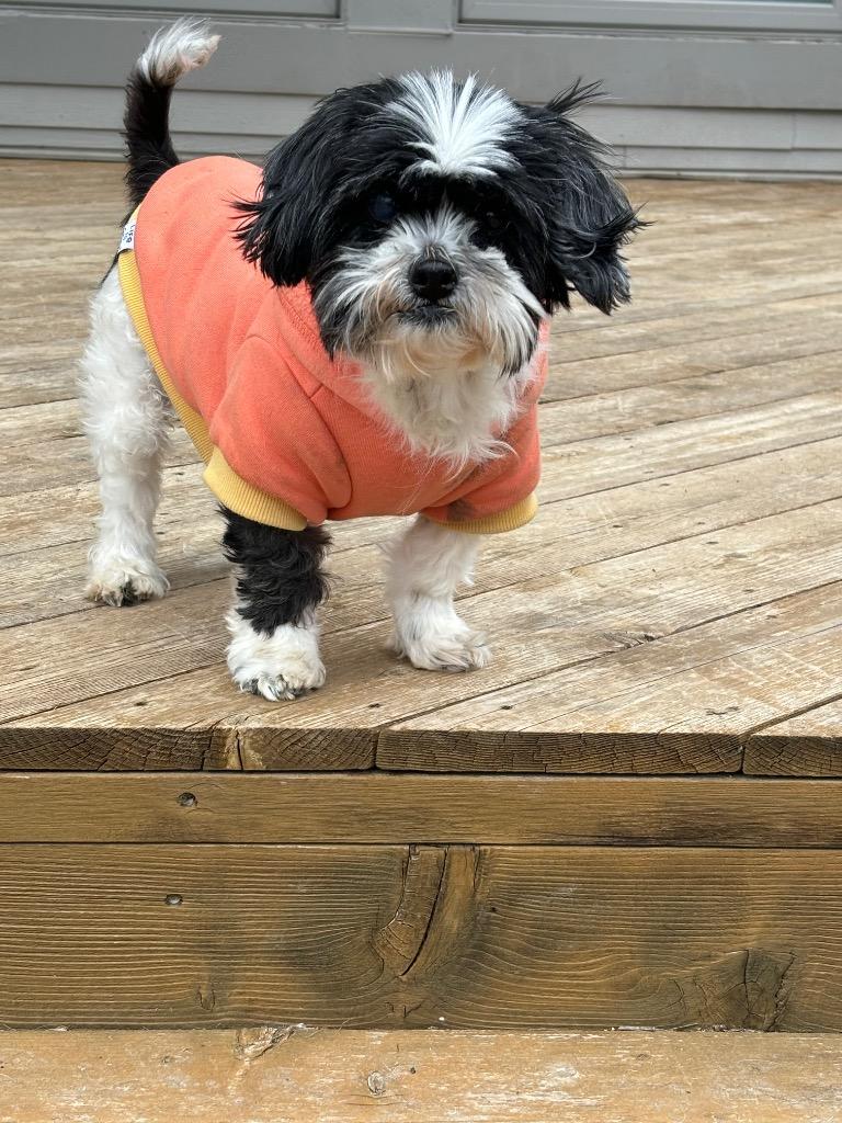 Enlarge Nika, a Adoptable Shih Tzu in Johnston, IA image 1/2