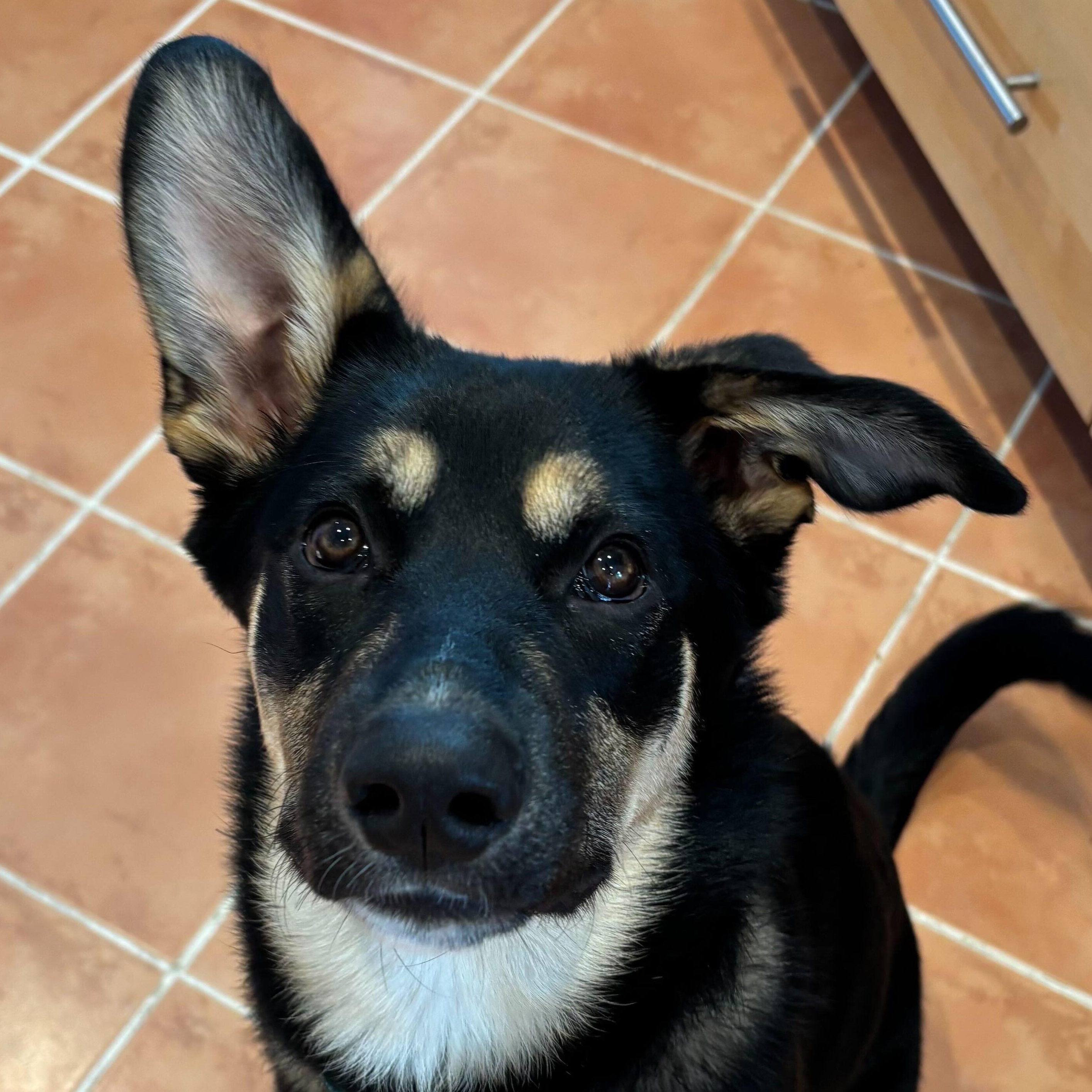 Enlarge Tinkerbell, a Adoptable mixed breed in Toronto, ON image 2/6