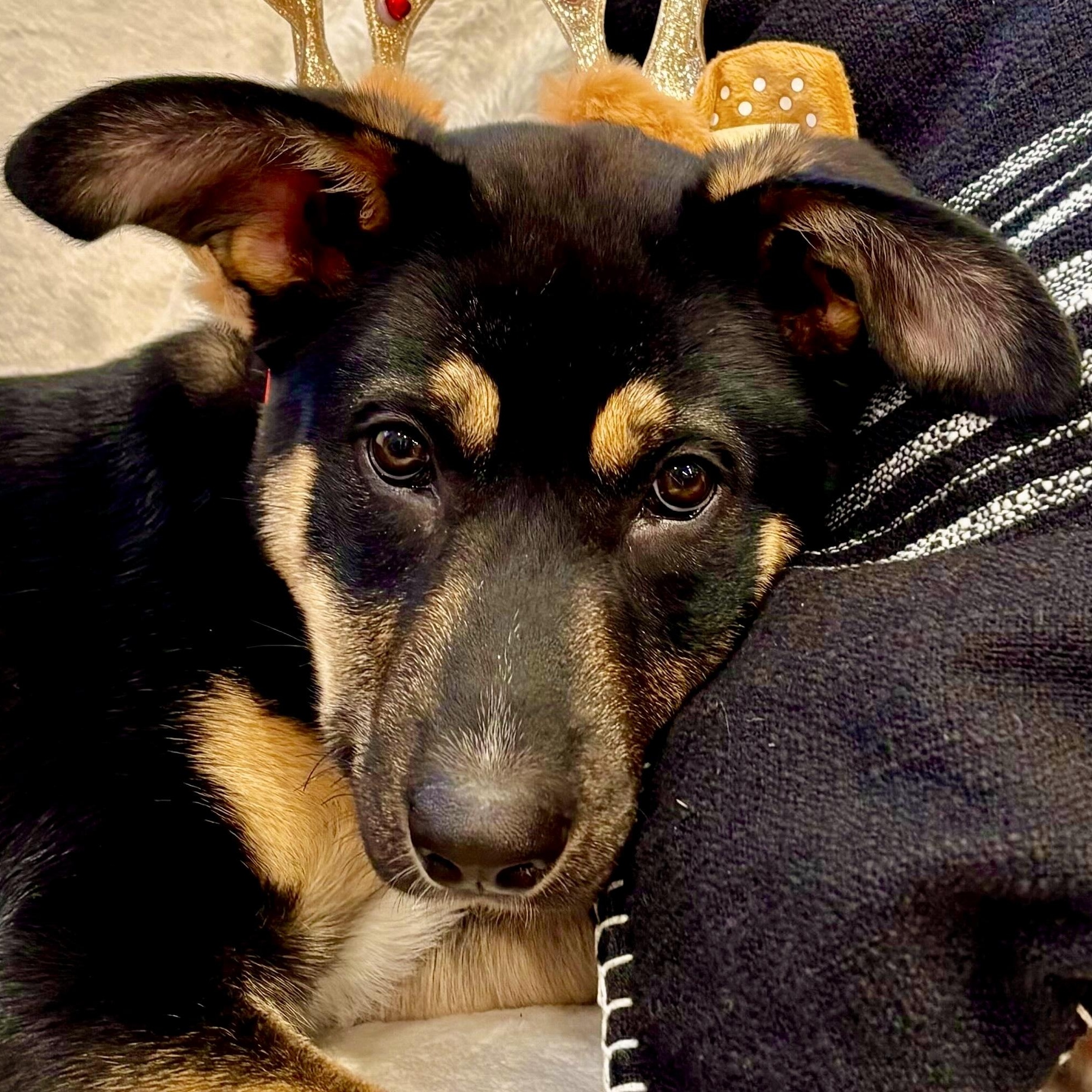 Enlarge Tinkerbell, a Adoptable mixed breed in Toronto, ON image 5/6