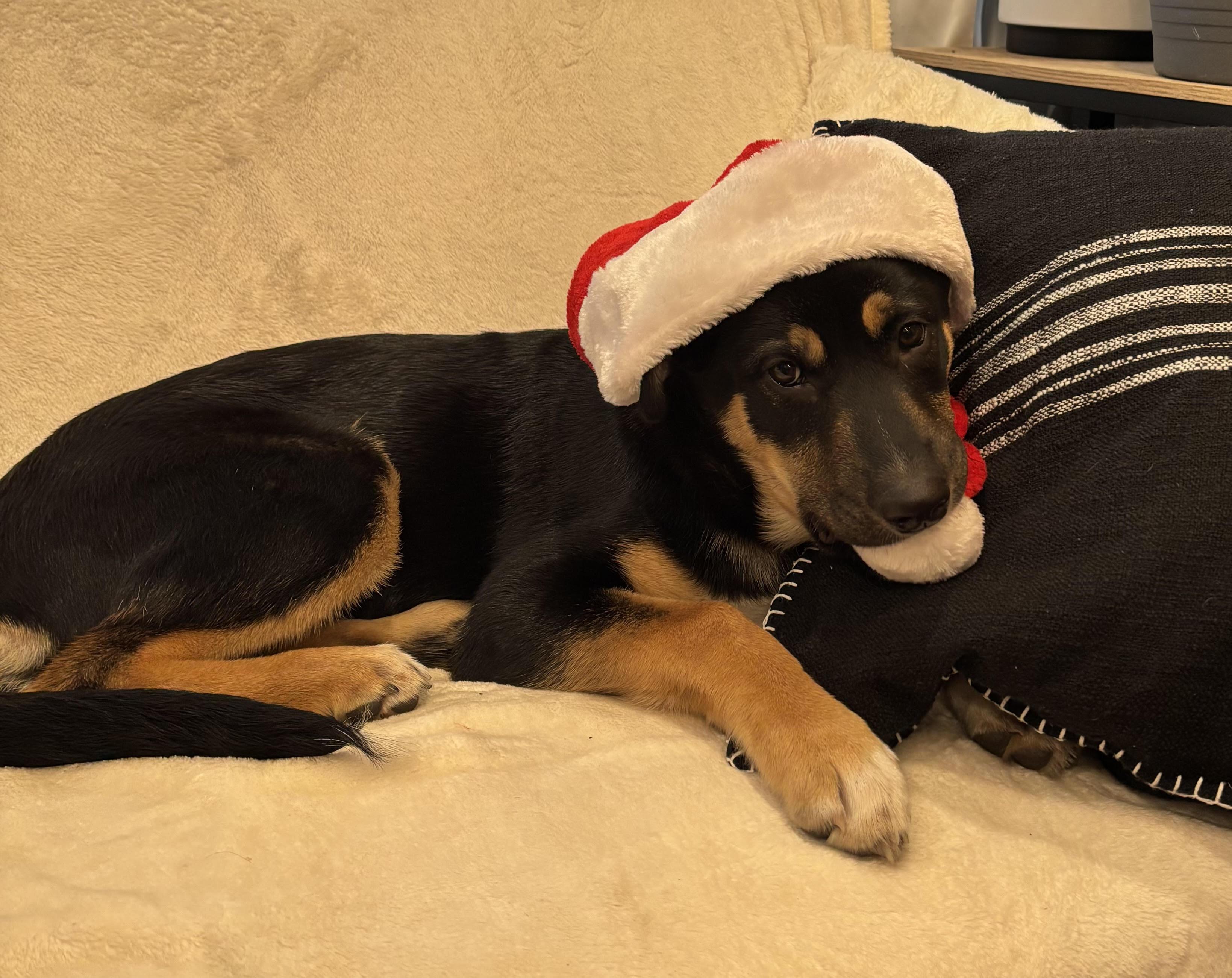 Enlarge Tinkerbell, a Adoptable mixed breed in Toronto, ON image 6/6