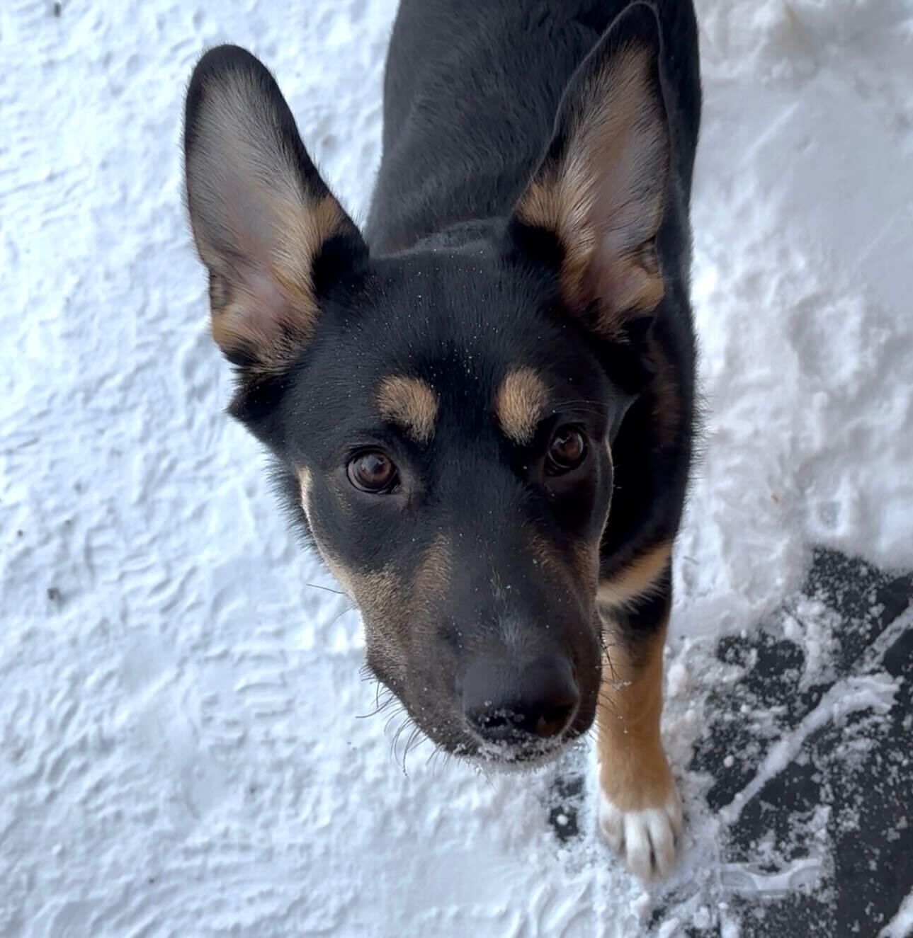Enlarge Tinkerbell, a Adoptable mixed breed in Toronto, ON image 4/6