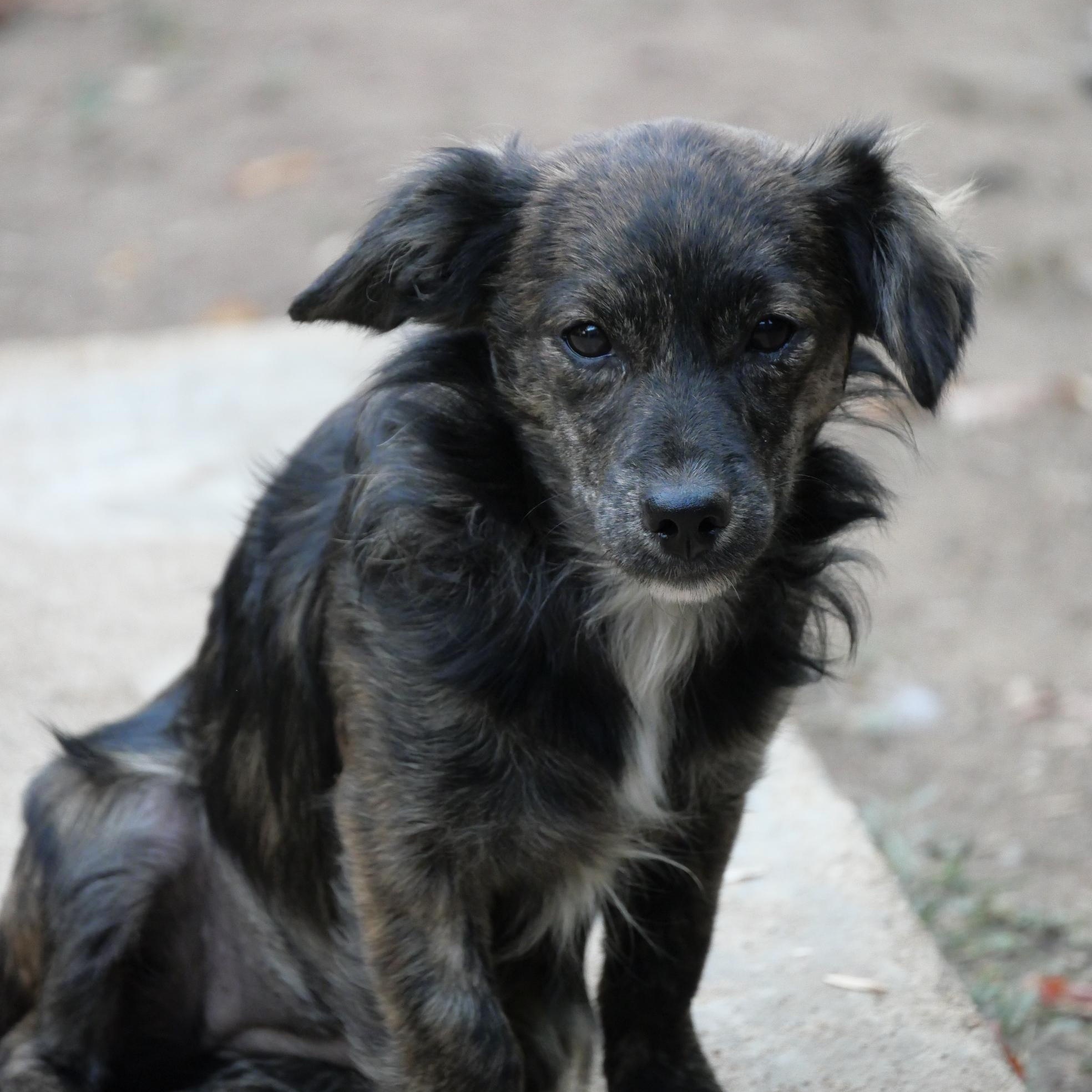 Enlarge Osoro, a Adoptable mixed breed in Boulder, CO image 3/6