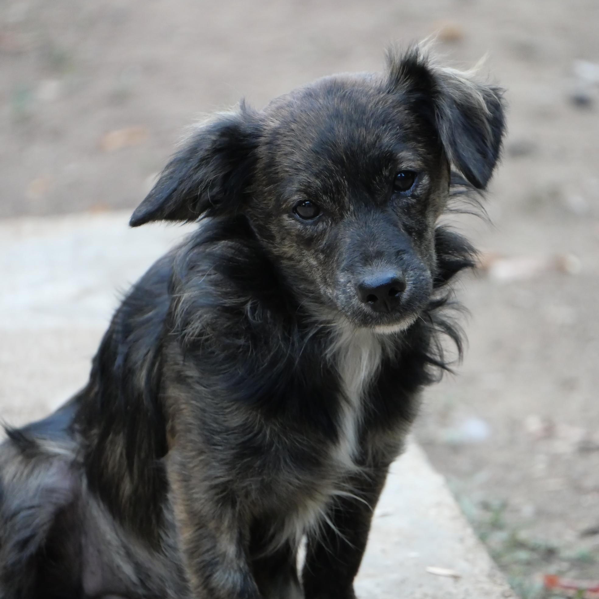 Osoro, Adoptable, Puppy Female Dachshund (Long Haired) & Dachshund.