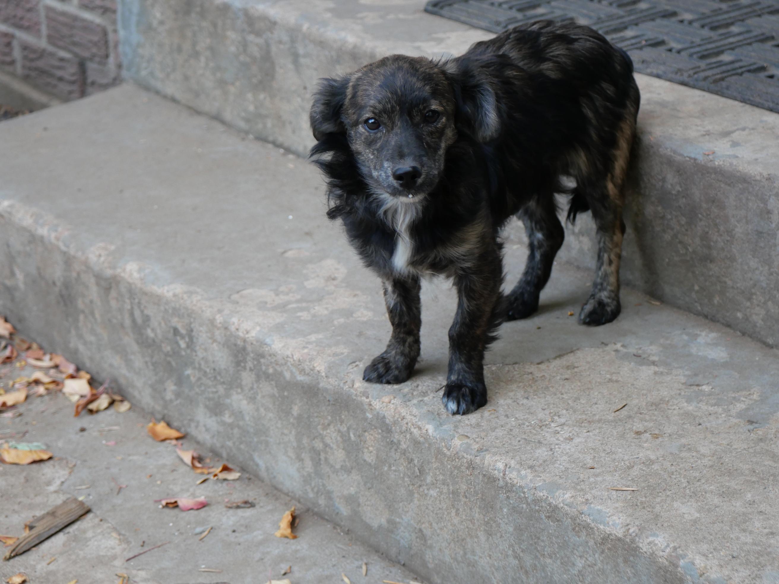Enlarge Osoro, a Adoptable mixed breed in Boulder, CO image 4/6