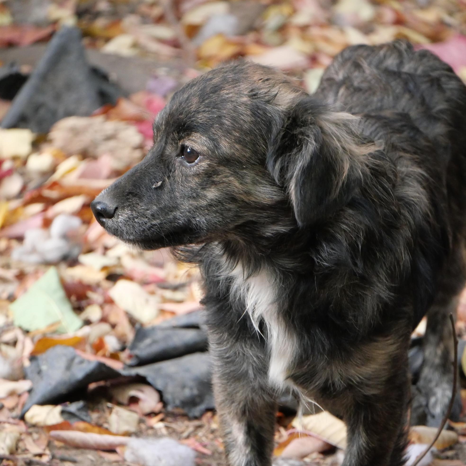 Enlarge Osoro, a Adoptable mixed breed in Boulder, CO image 5/6