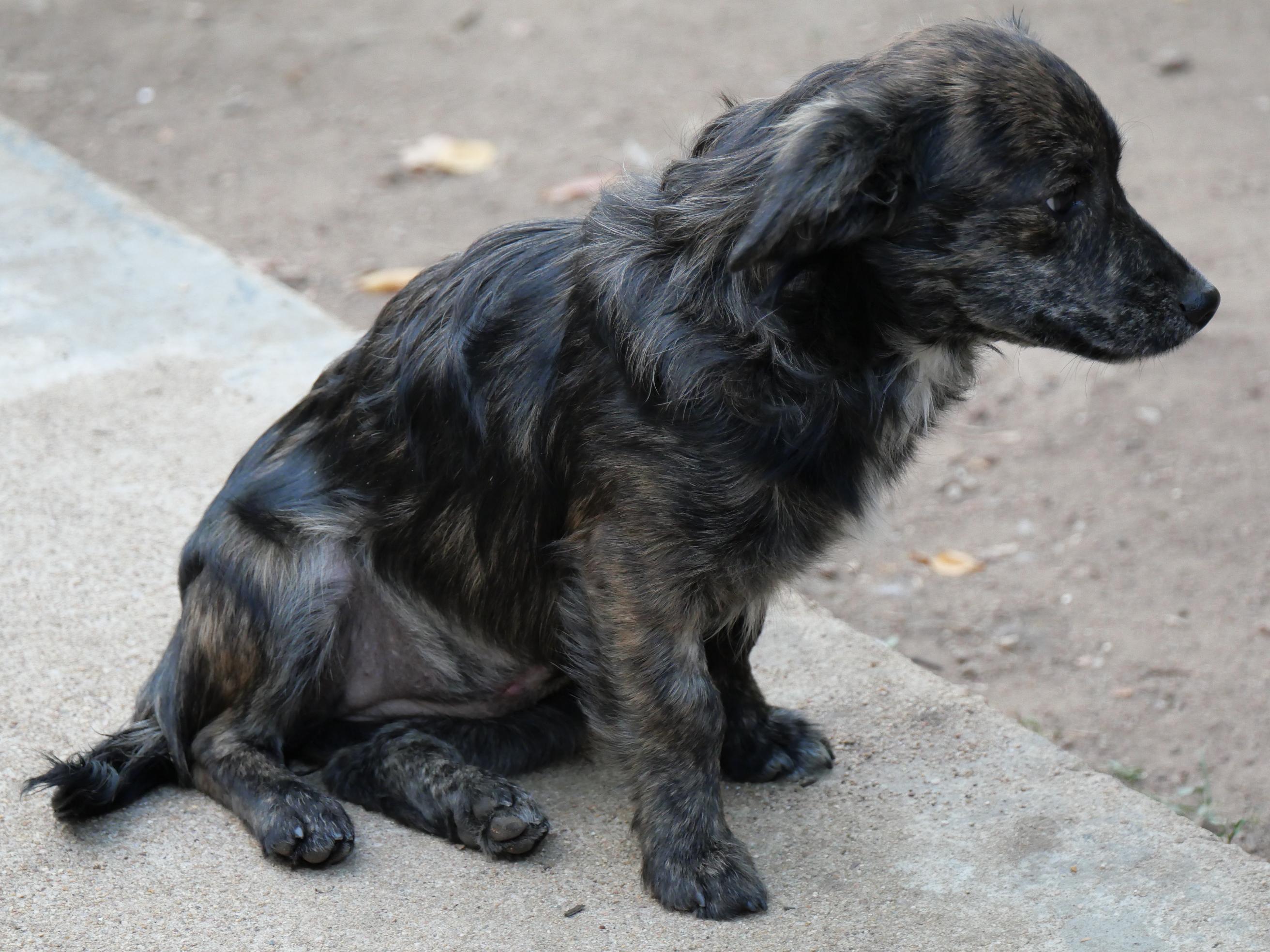 Enlarge Osoro, a Adoptable mixed breed in Boulder, CO image 2/6