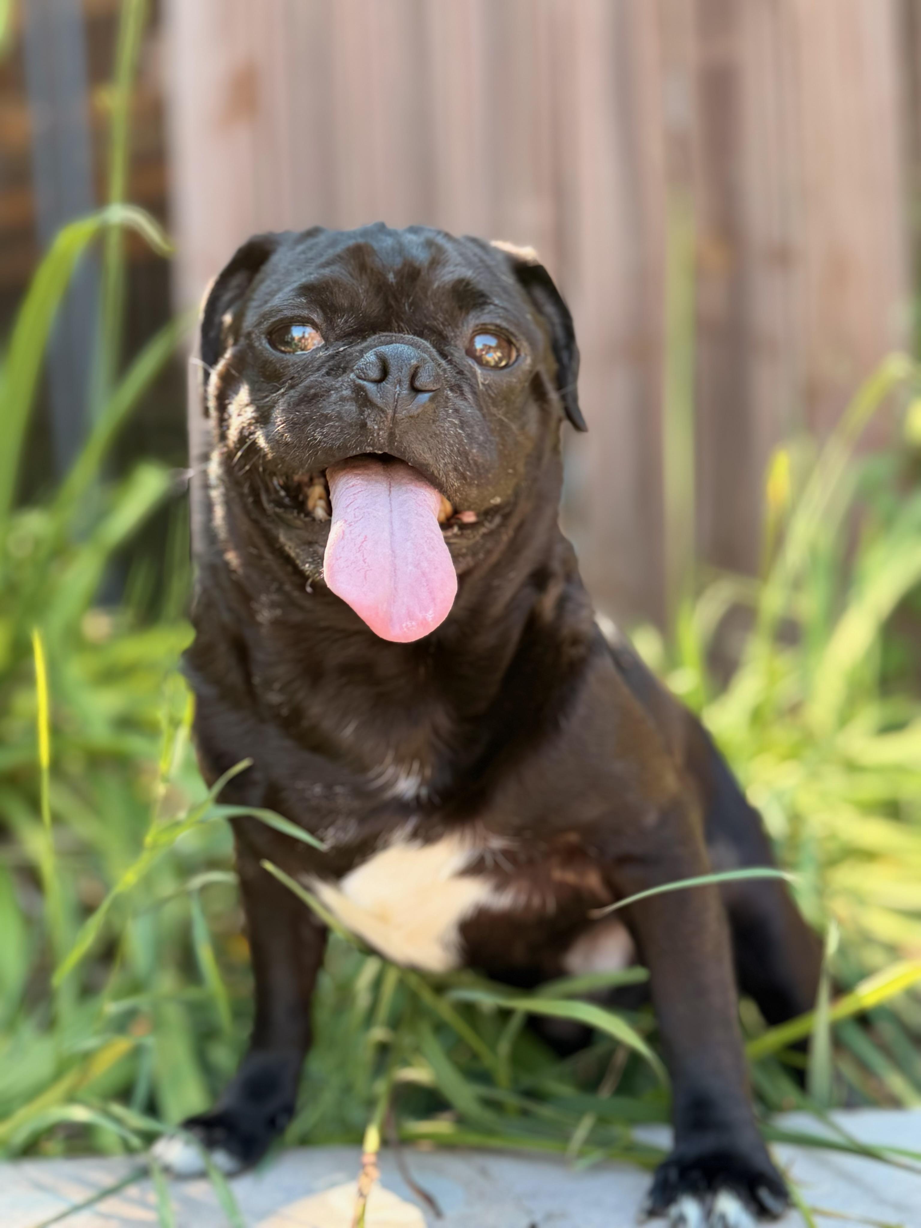 Enlarge Stubby, a Adoptable Pug in North Freedom, WI image 2/5