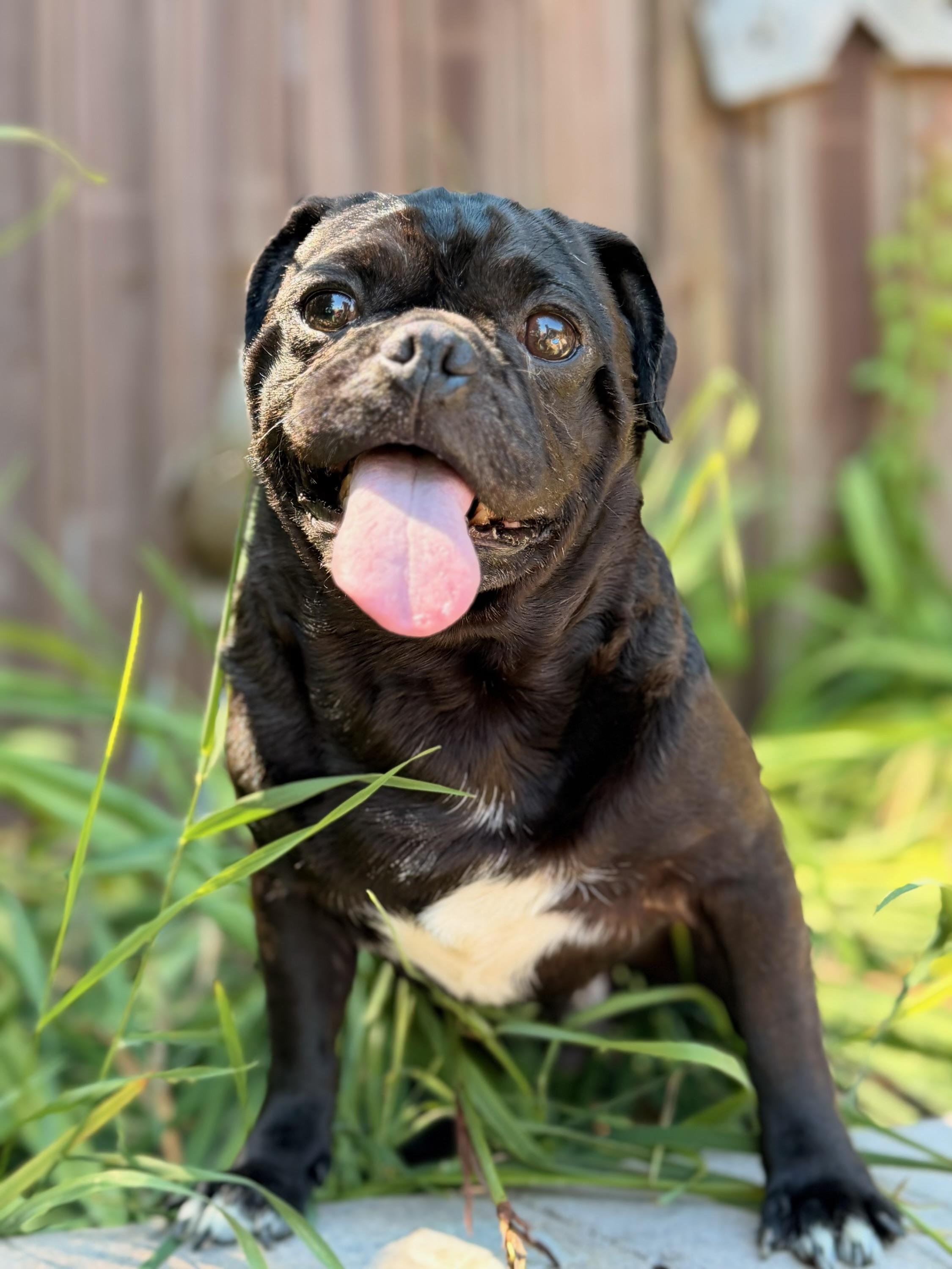 Stubby, Adoptable, Adult Male Pug.
