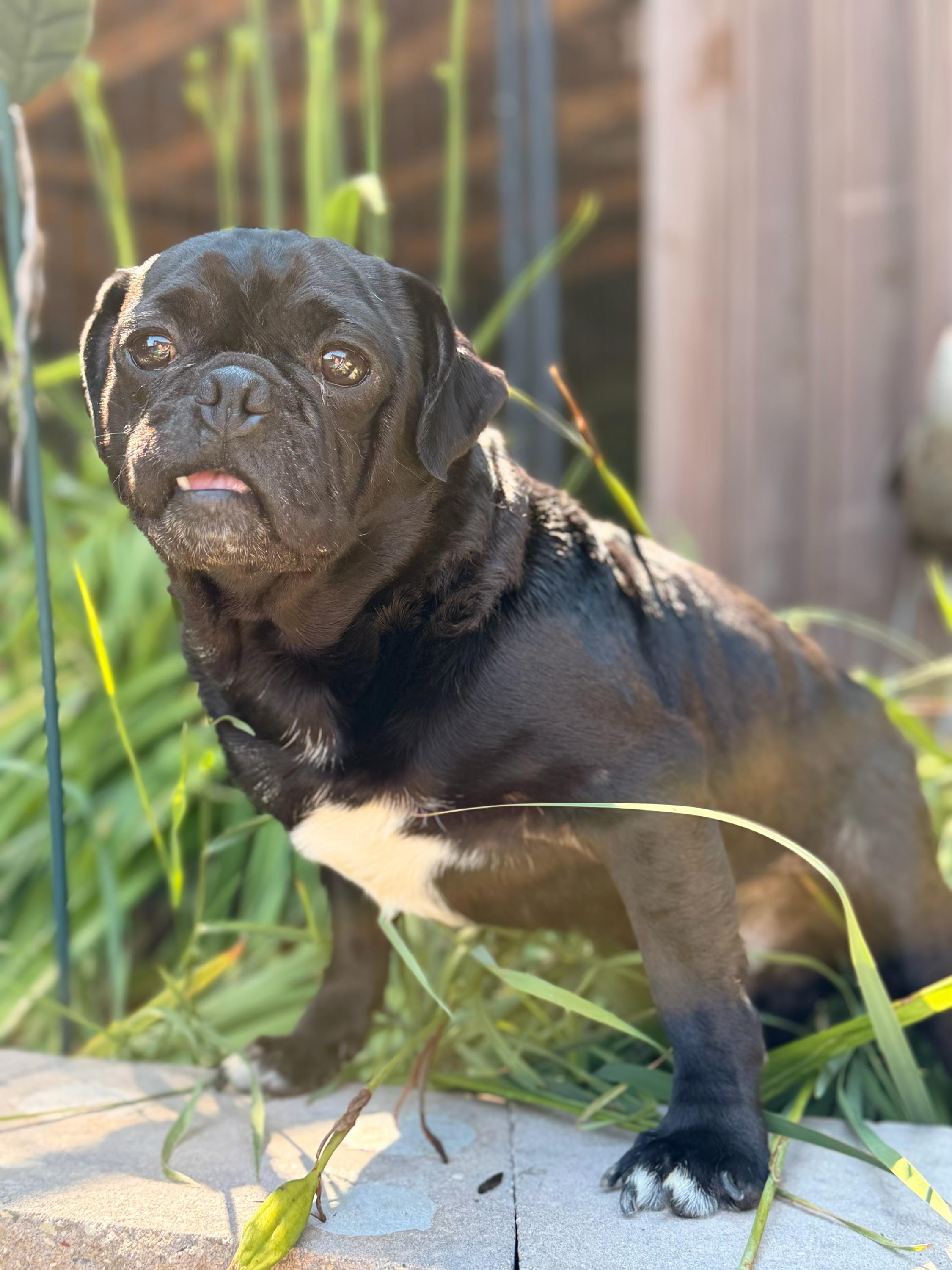 Enlarge Stubby, a Adoptable Pug in North Freedom, WI image 4/5